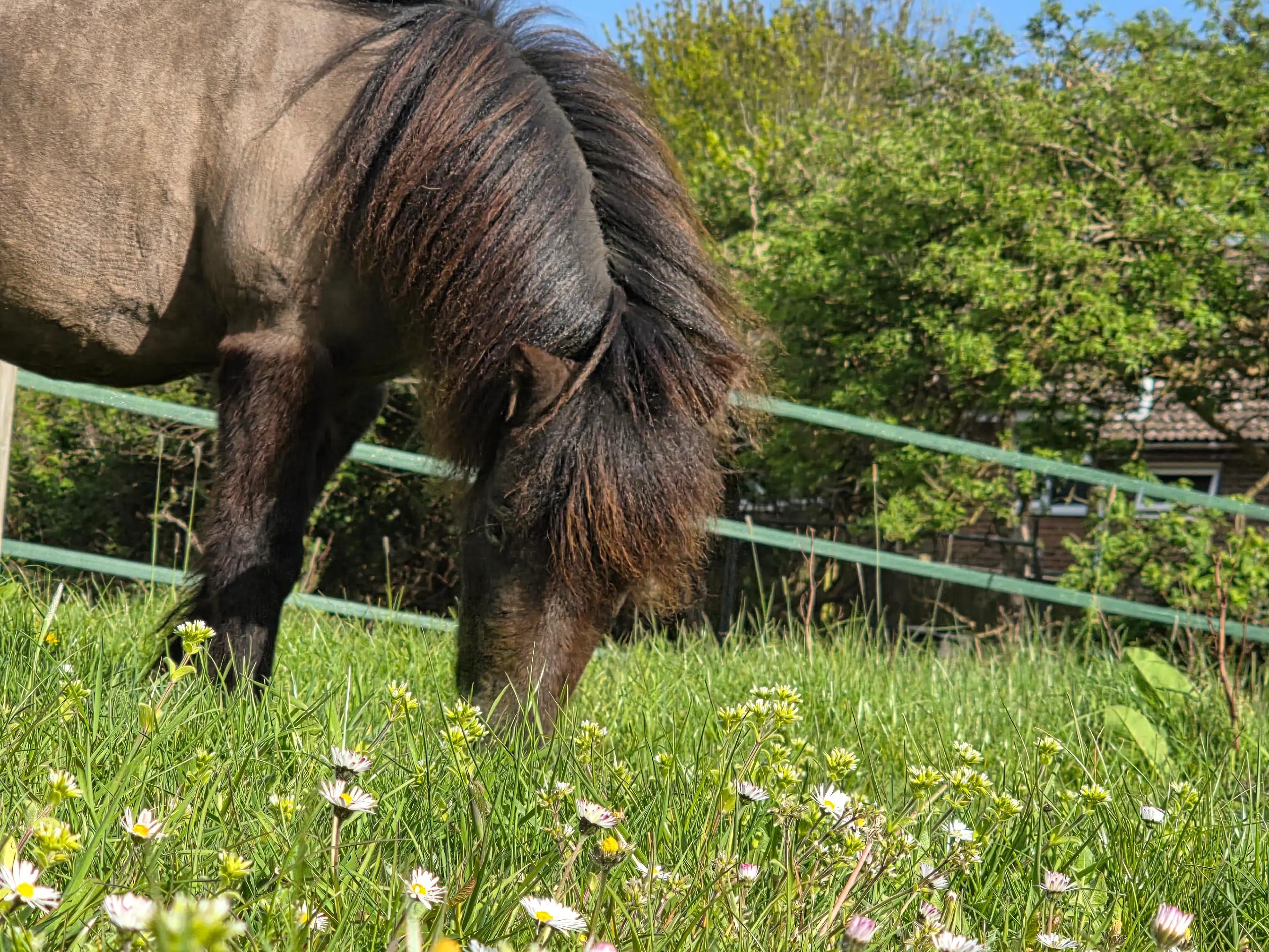 @Miniature horses