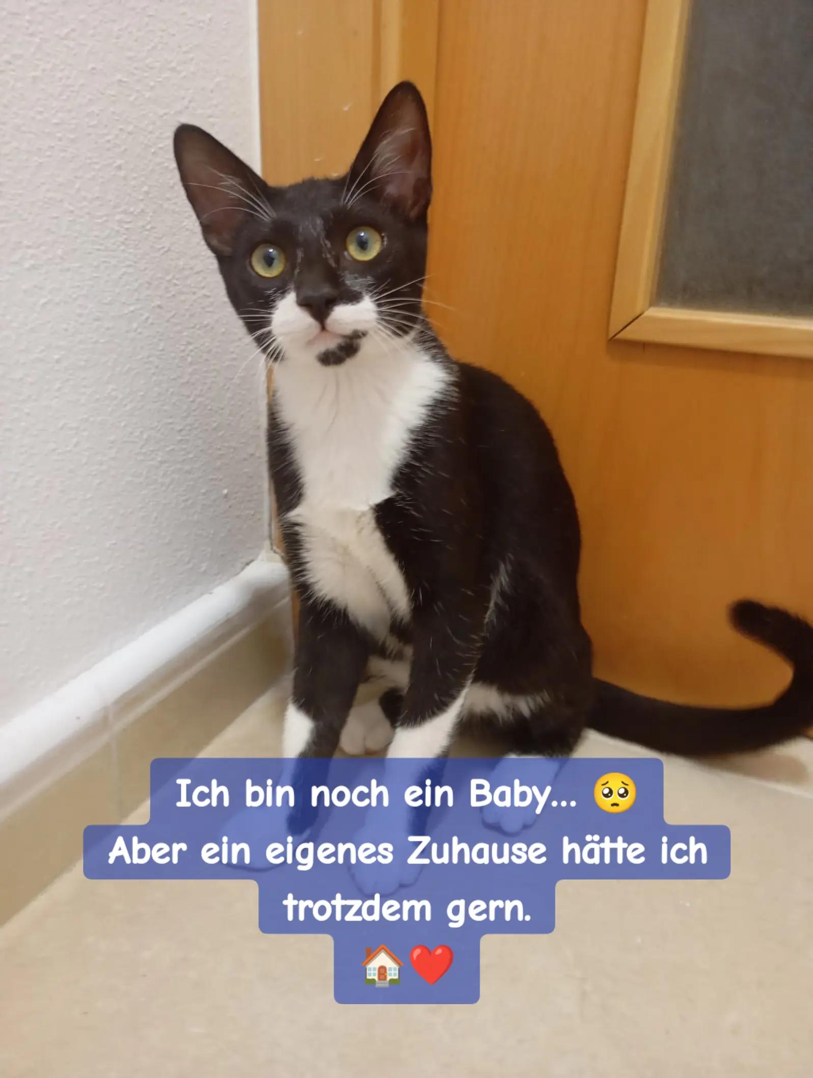 @Katzenblicke e.V.