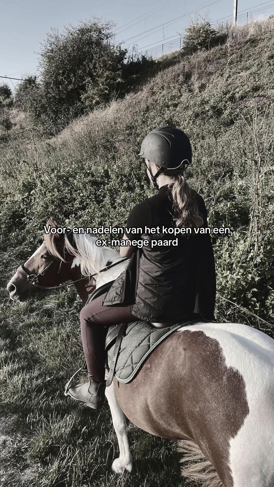 @idh_horses