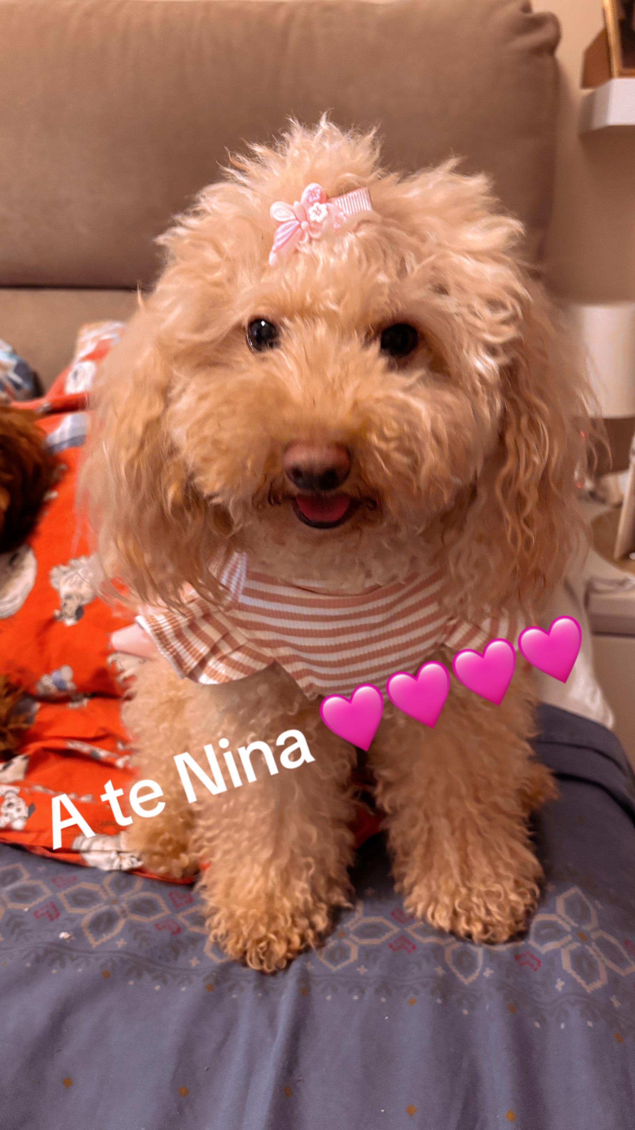 @♥️🐾💛Nina Barboncino ♥️🐾💛
