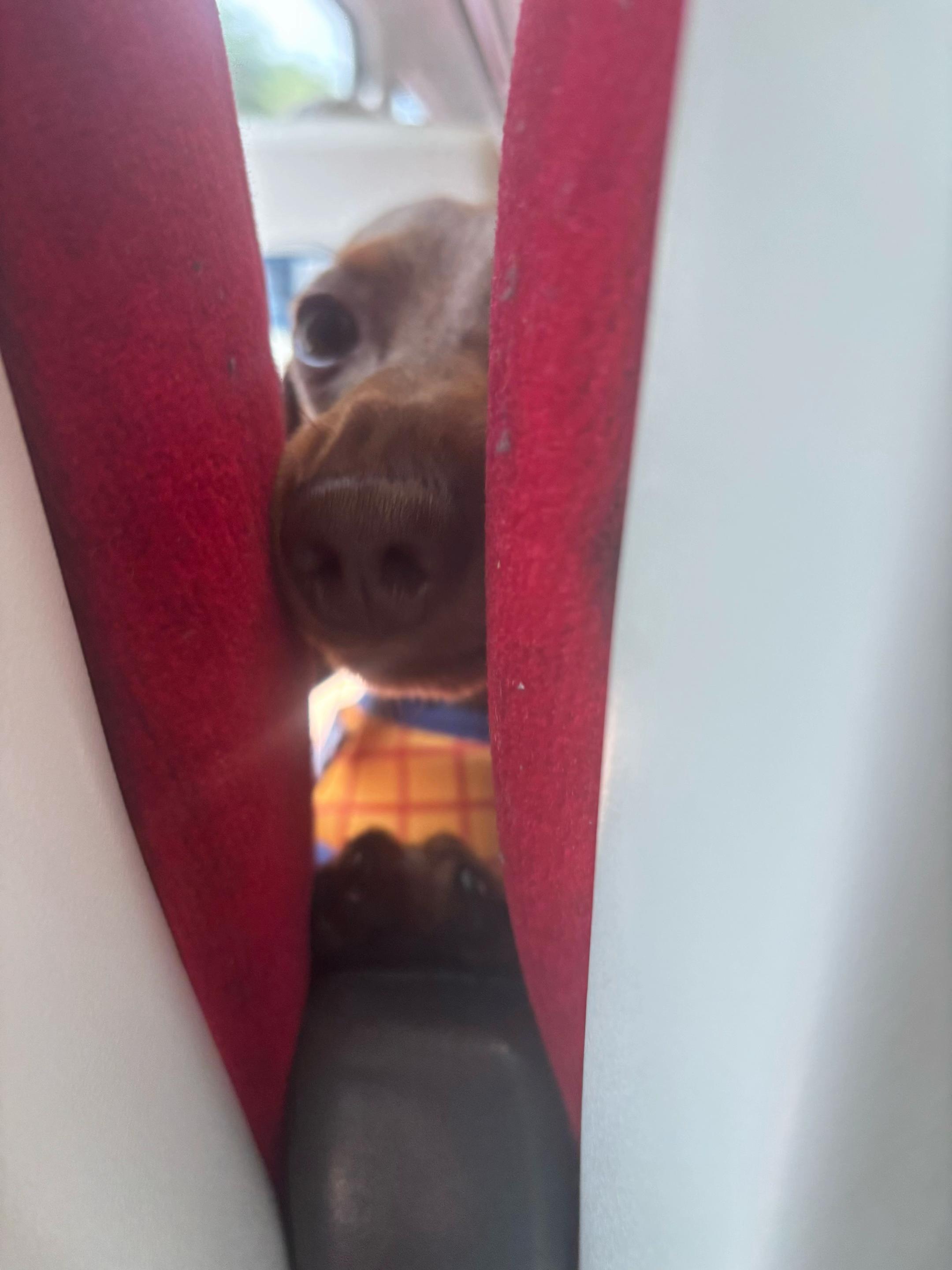 @marleythesausagedog