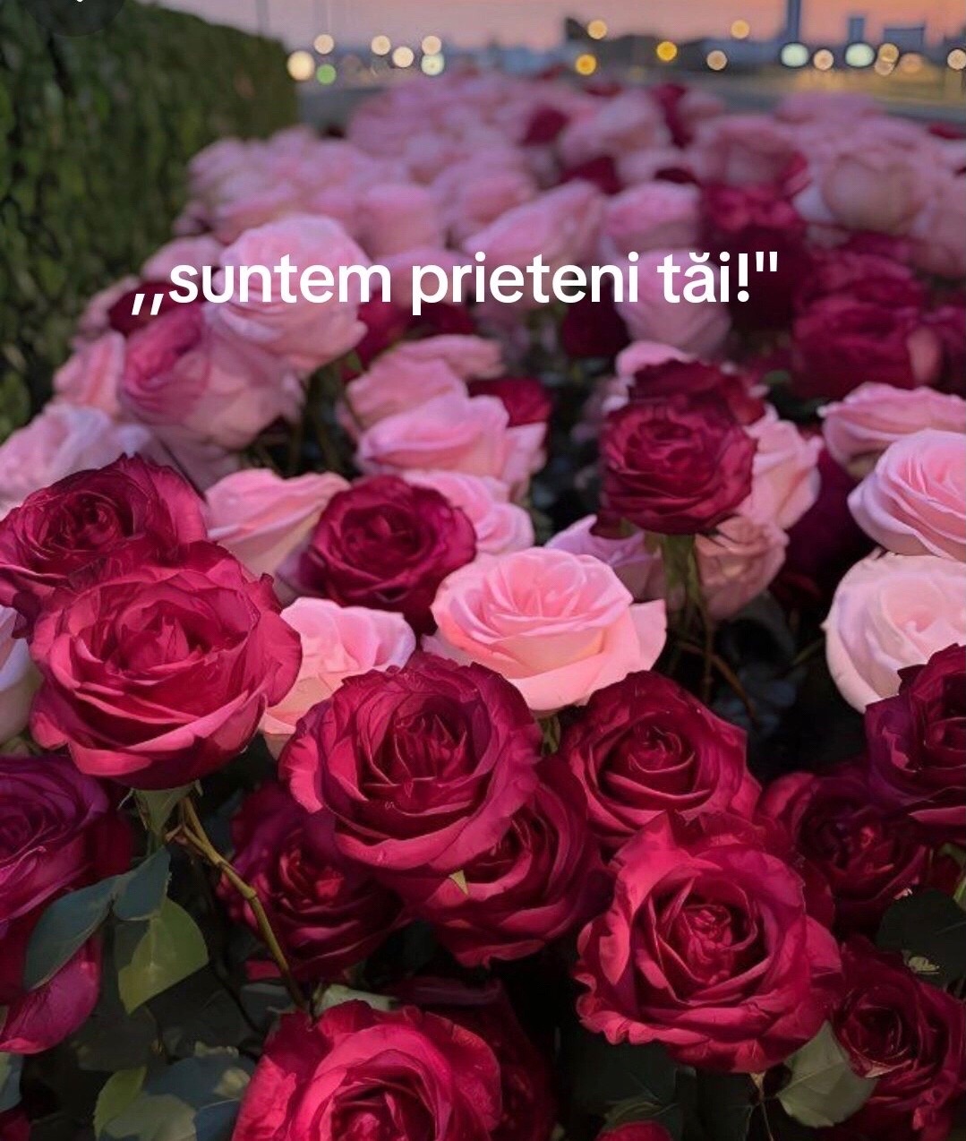 @Elena Topic❤️