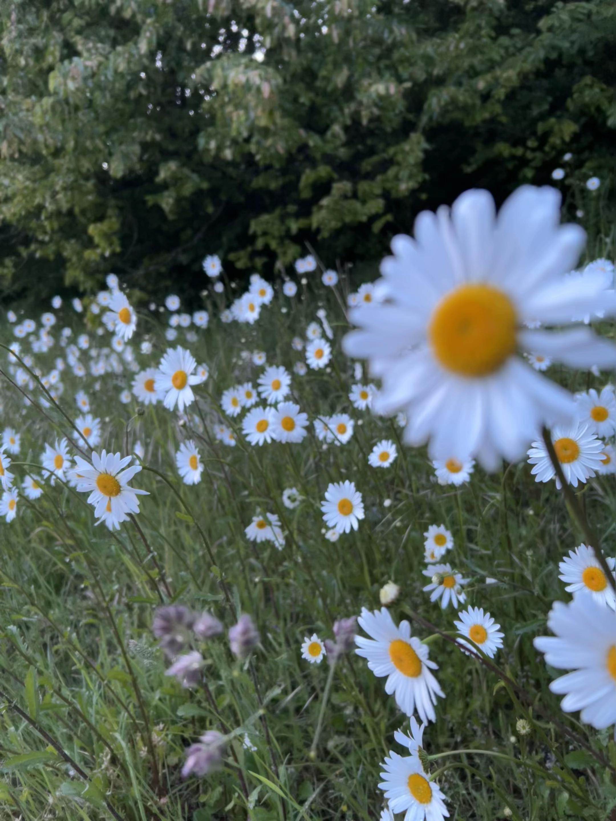 @ℳ𝒾𝒶🍃