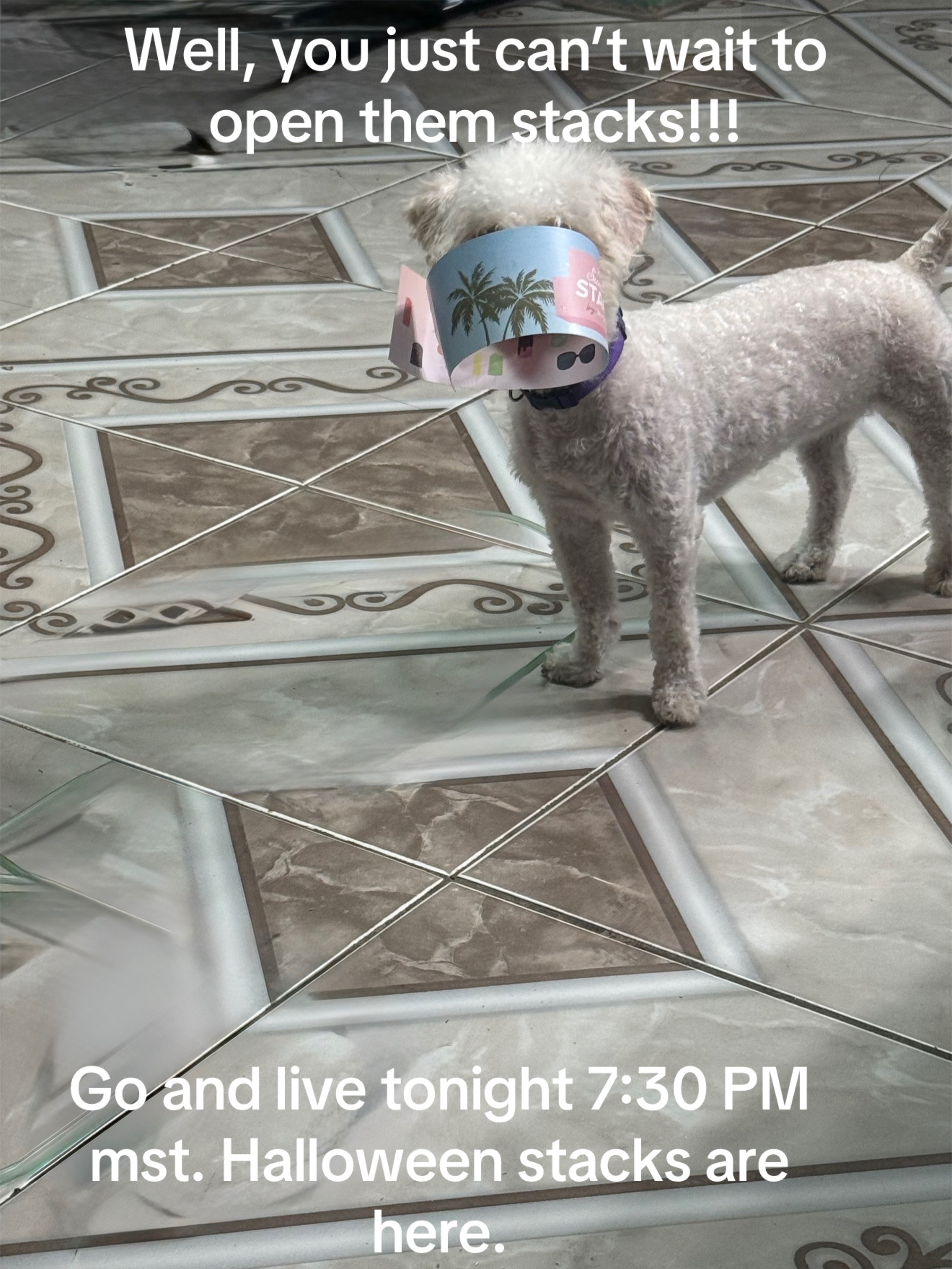 @granniespartyanimals
