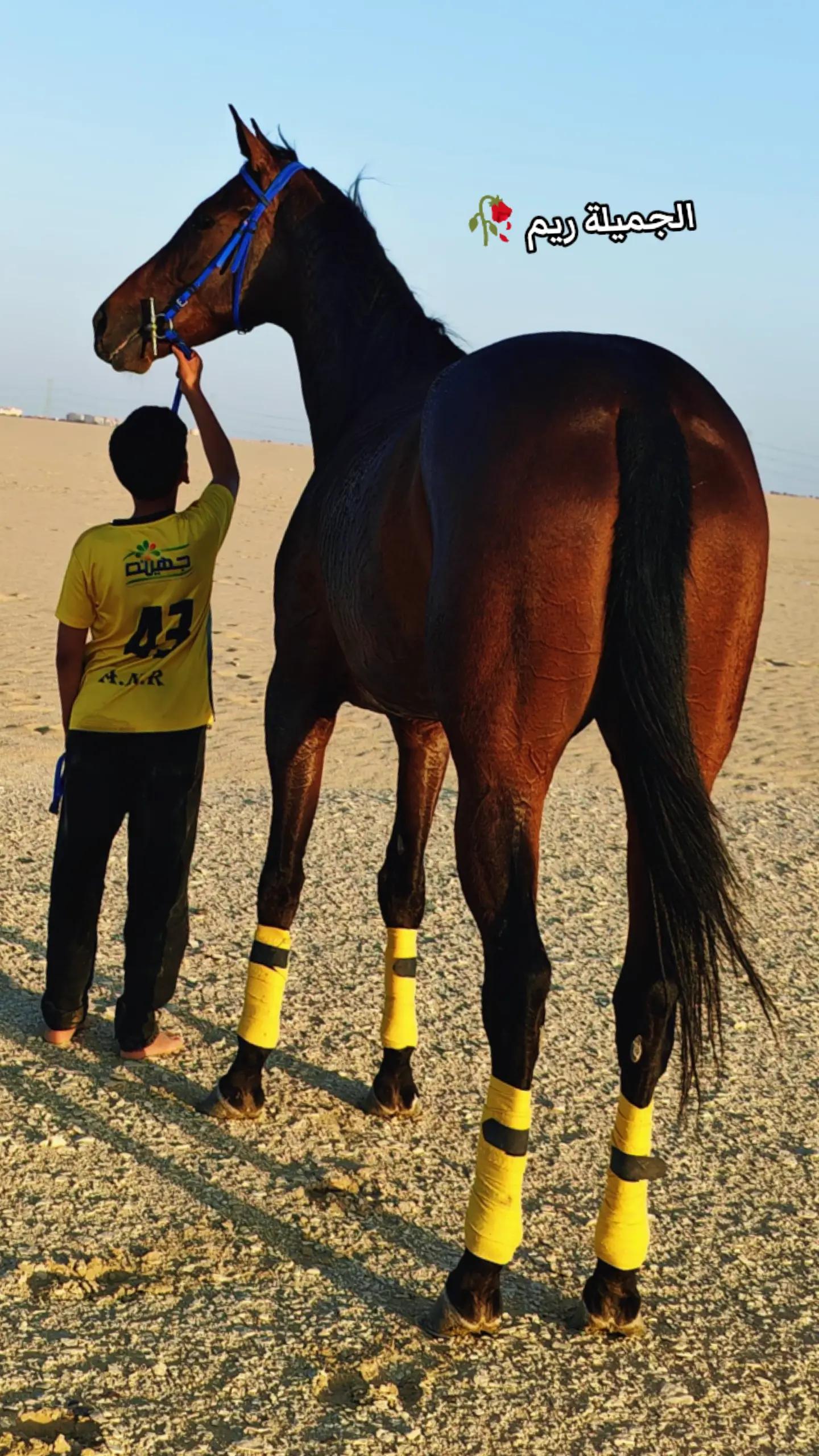 @چياب الاصايل