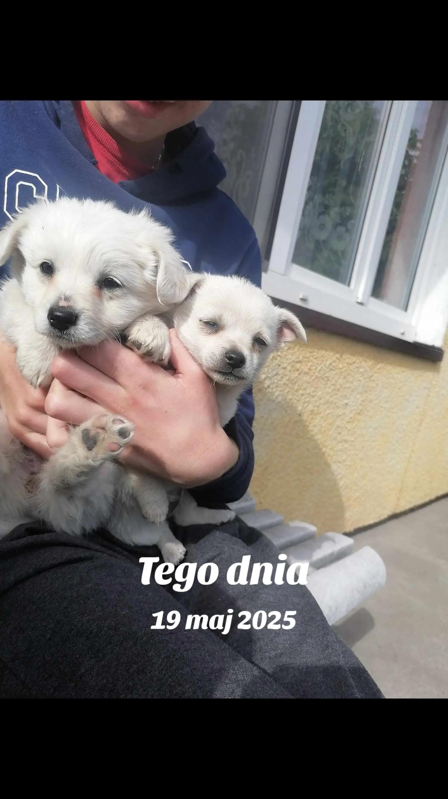 @✨😊🙂 Szurnięty Dawidek😊🙂✨