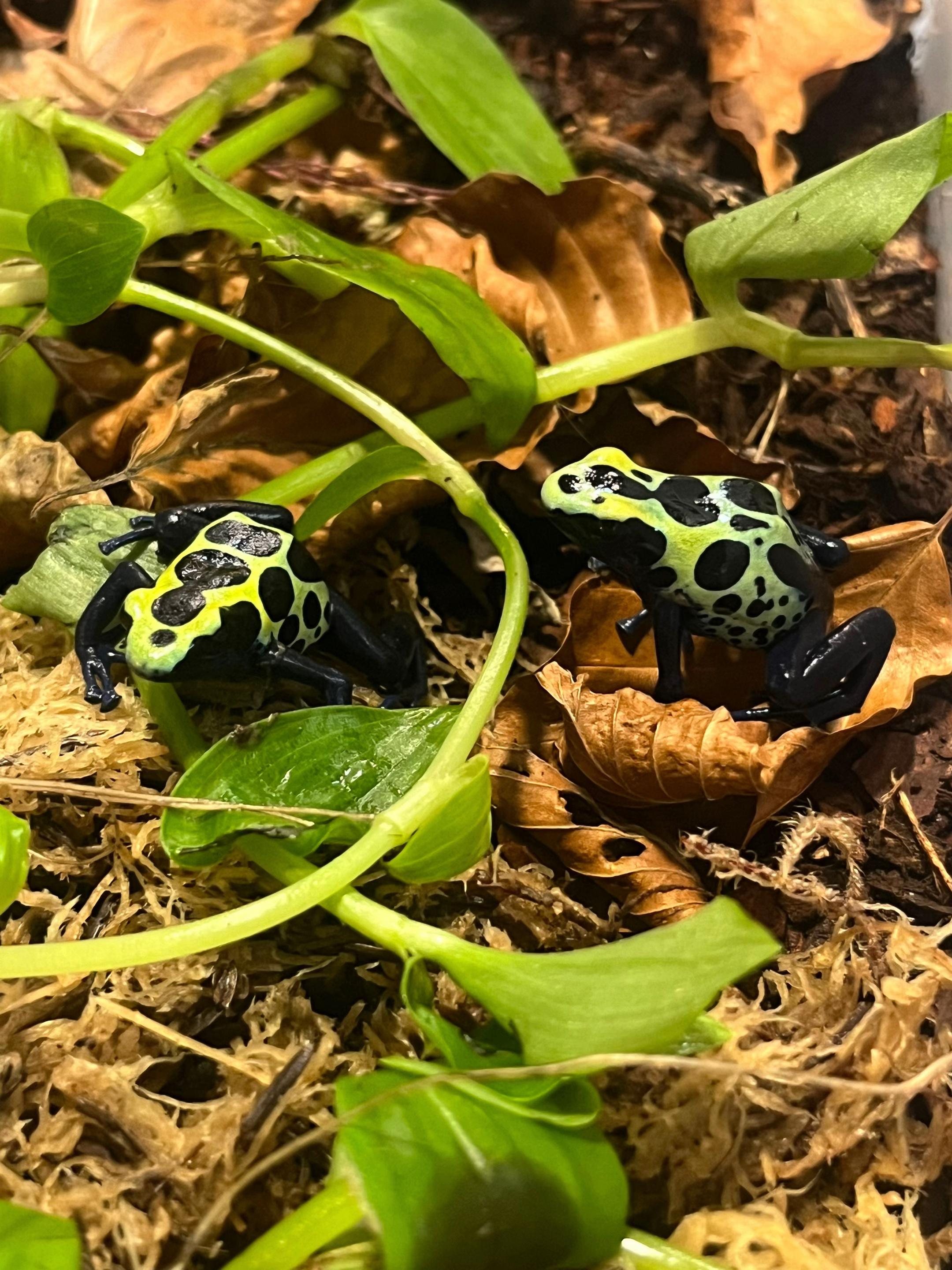 @Dobs Pets and Exotics