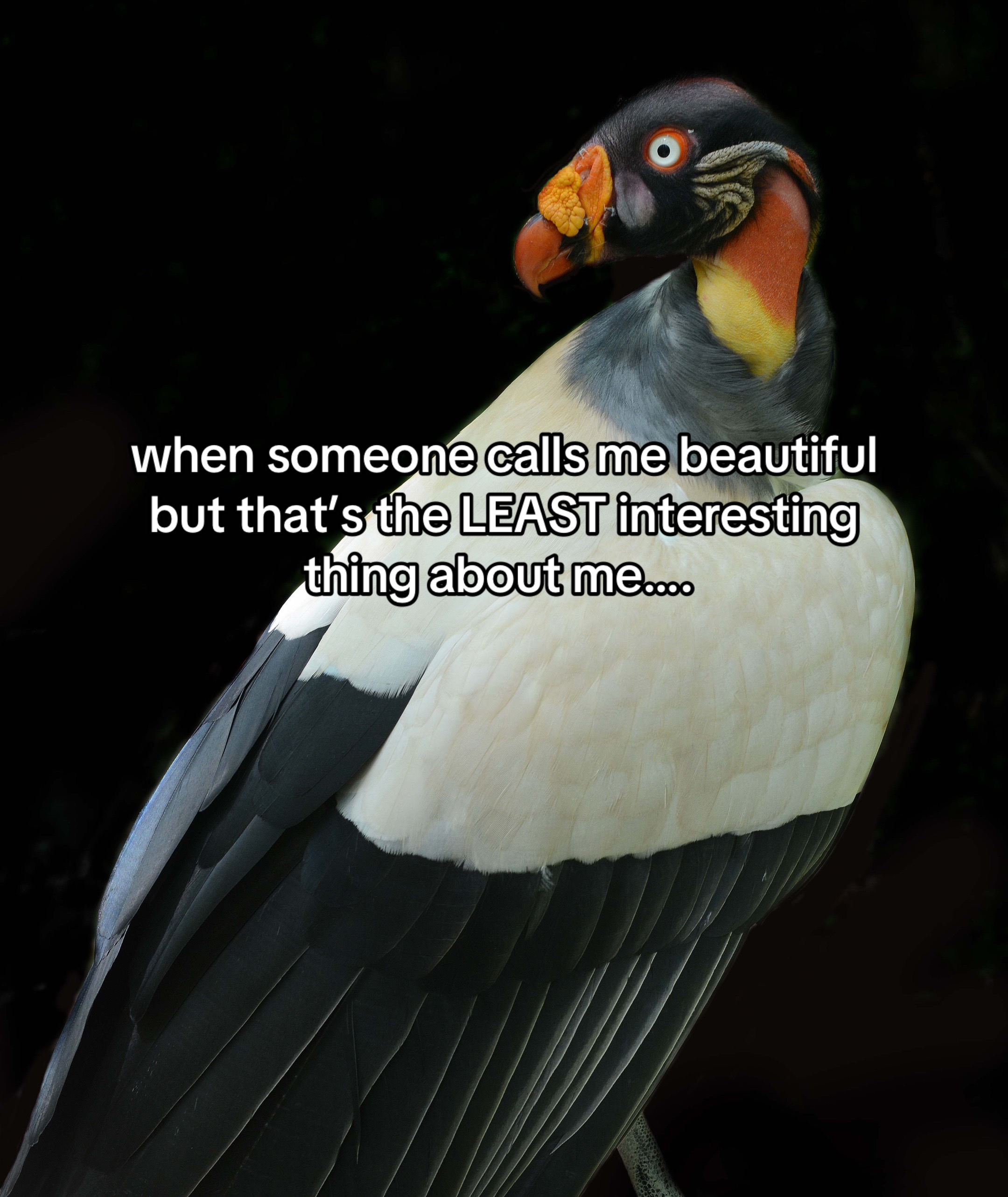 @Carolina Raptor Center