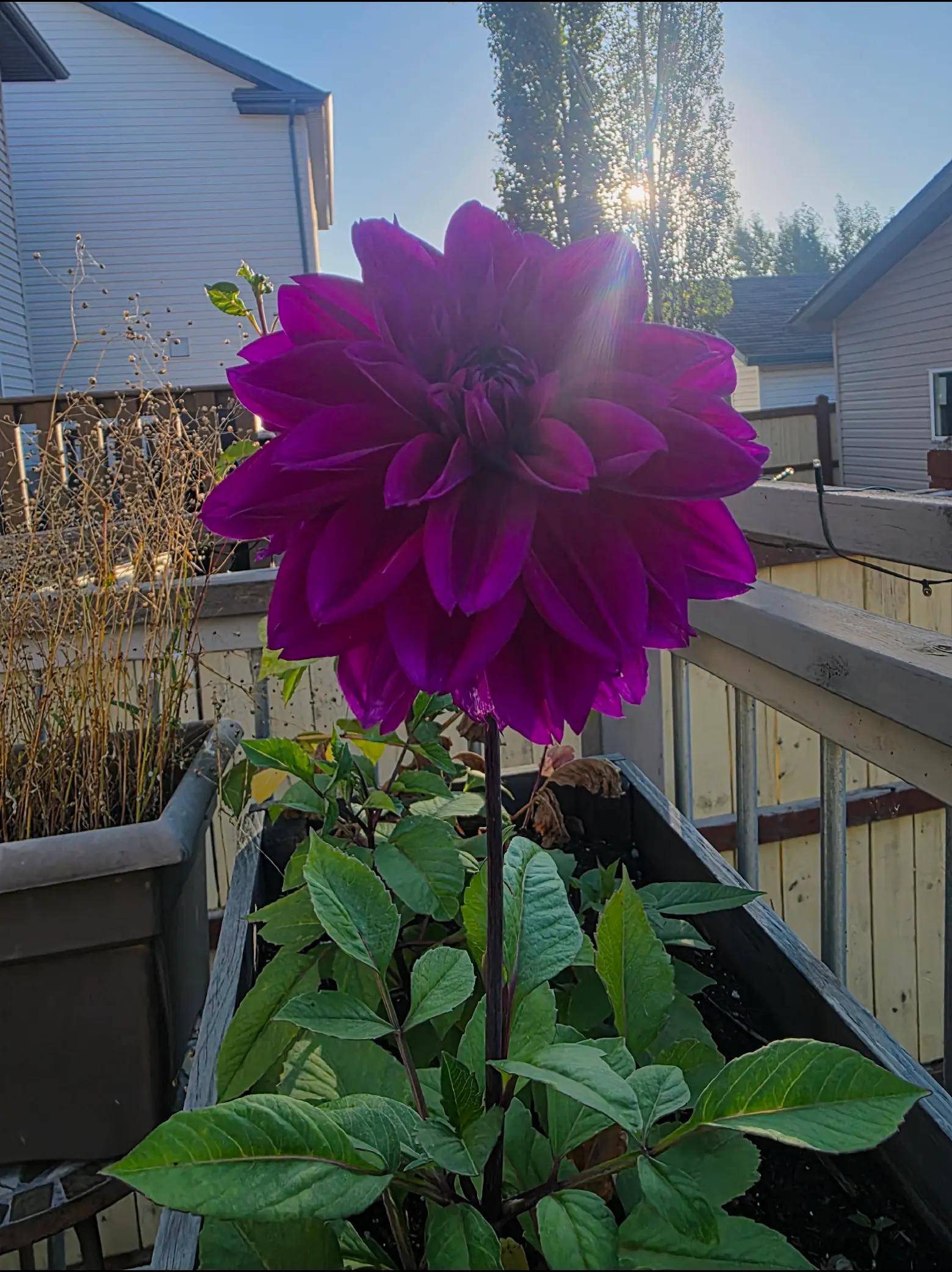 @🇨🇦🧿🌛Doris🌜🧿🇨🇦