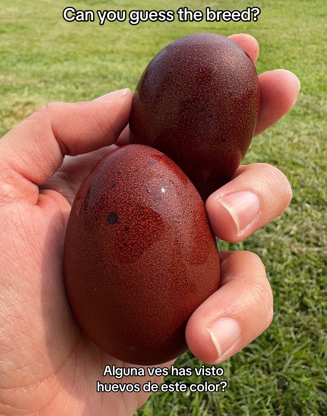 @peachyhomestead