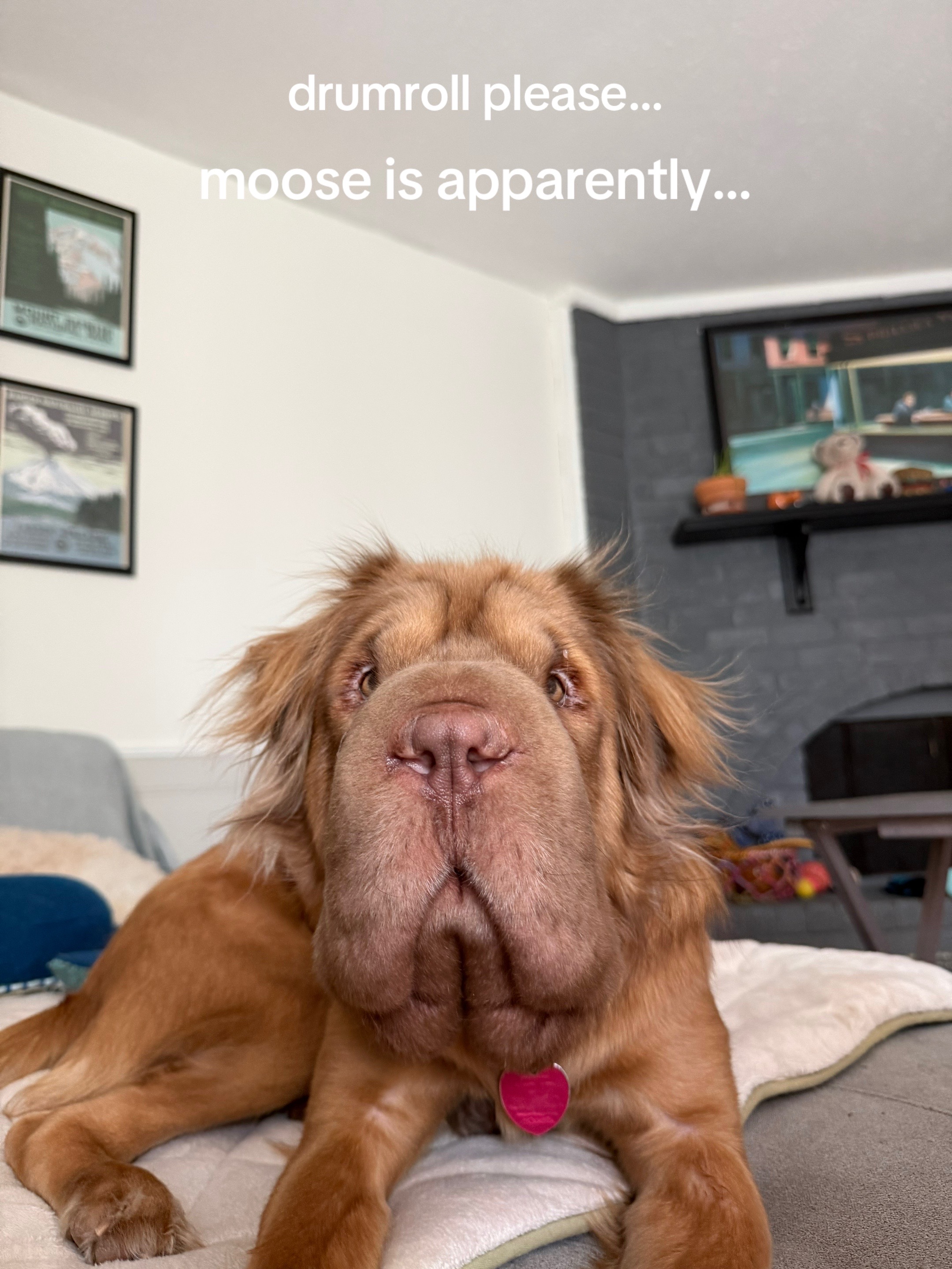 @Moose