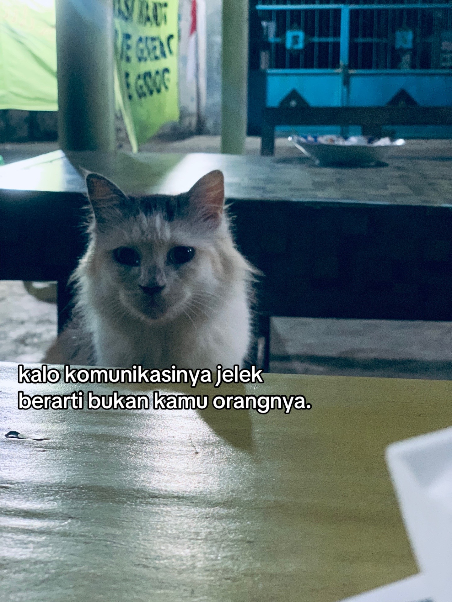@mas vik_