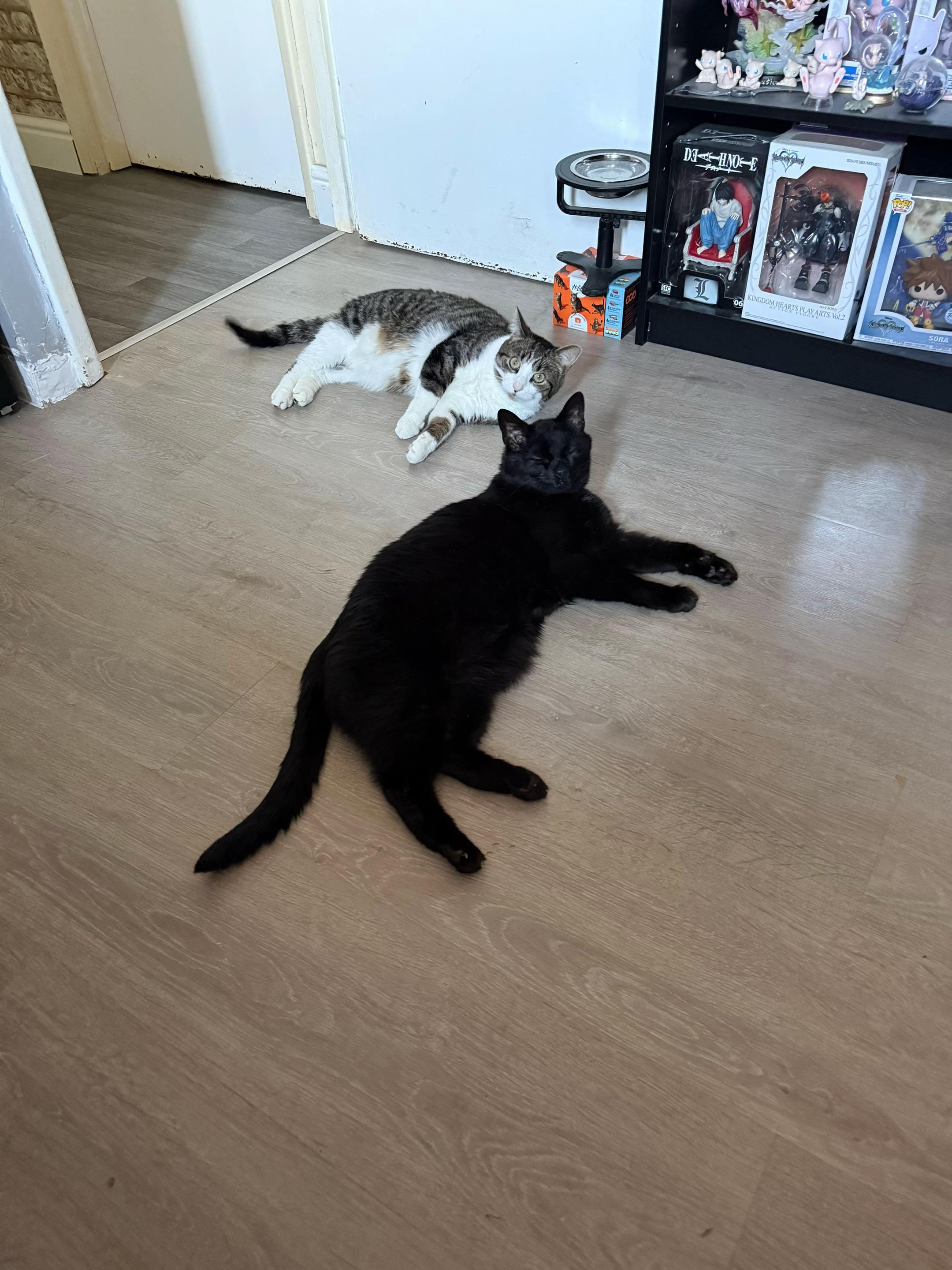 @Teefie_tribe 🐈⬛🐈⬛🐈🦷🦷
