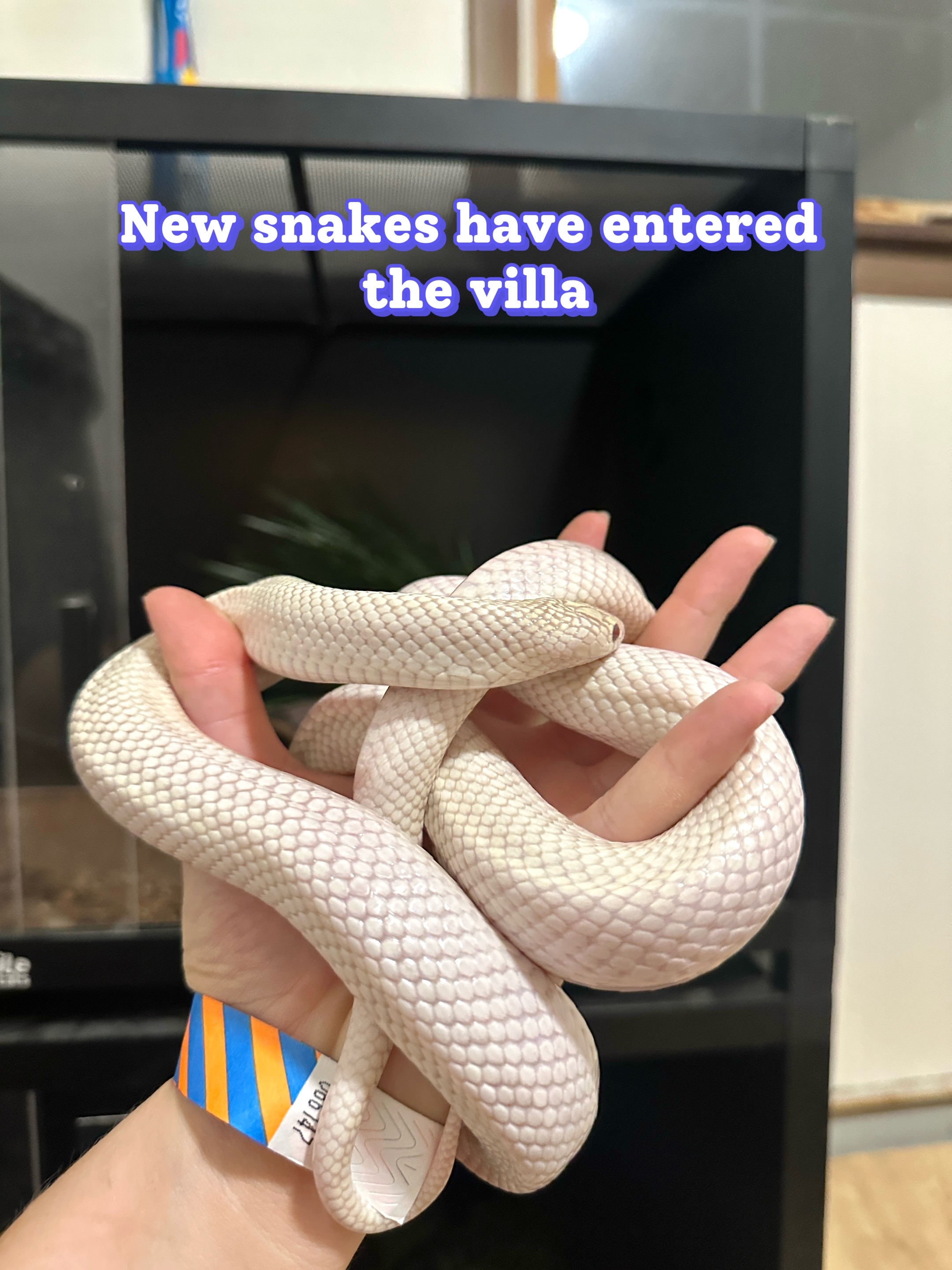 @ZA Reptiles