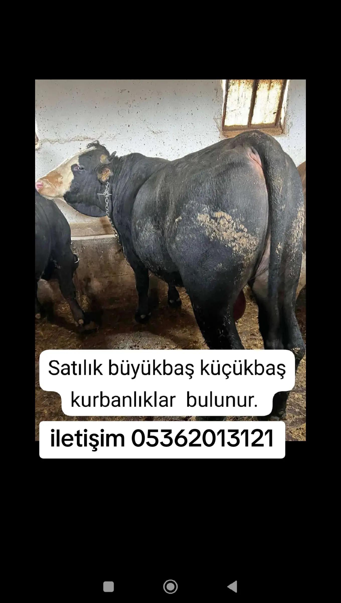 @Halil