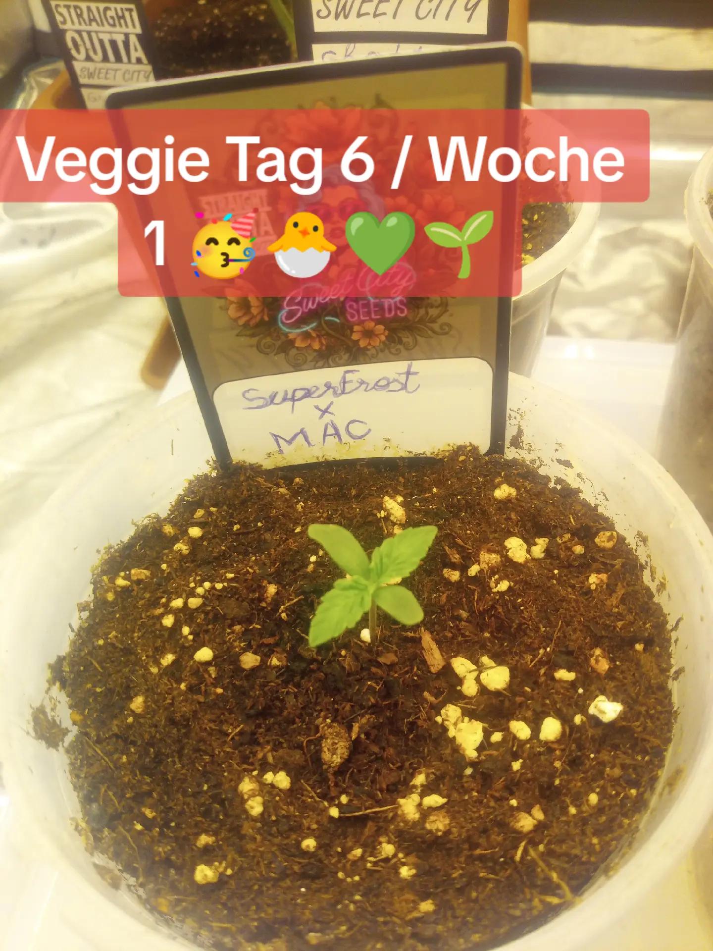 @420_Kaktus.Gurke_69