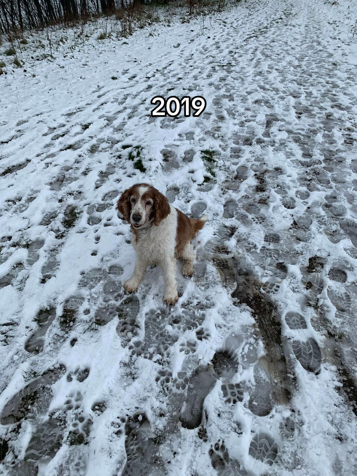@nellie.the.welshie 🐾