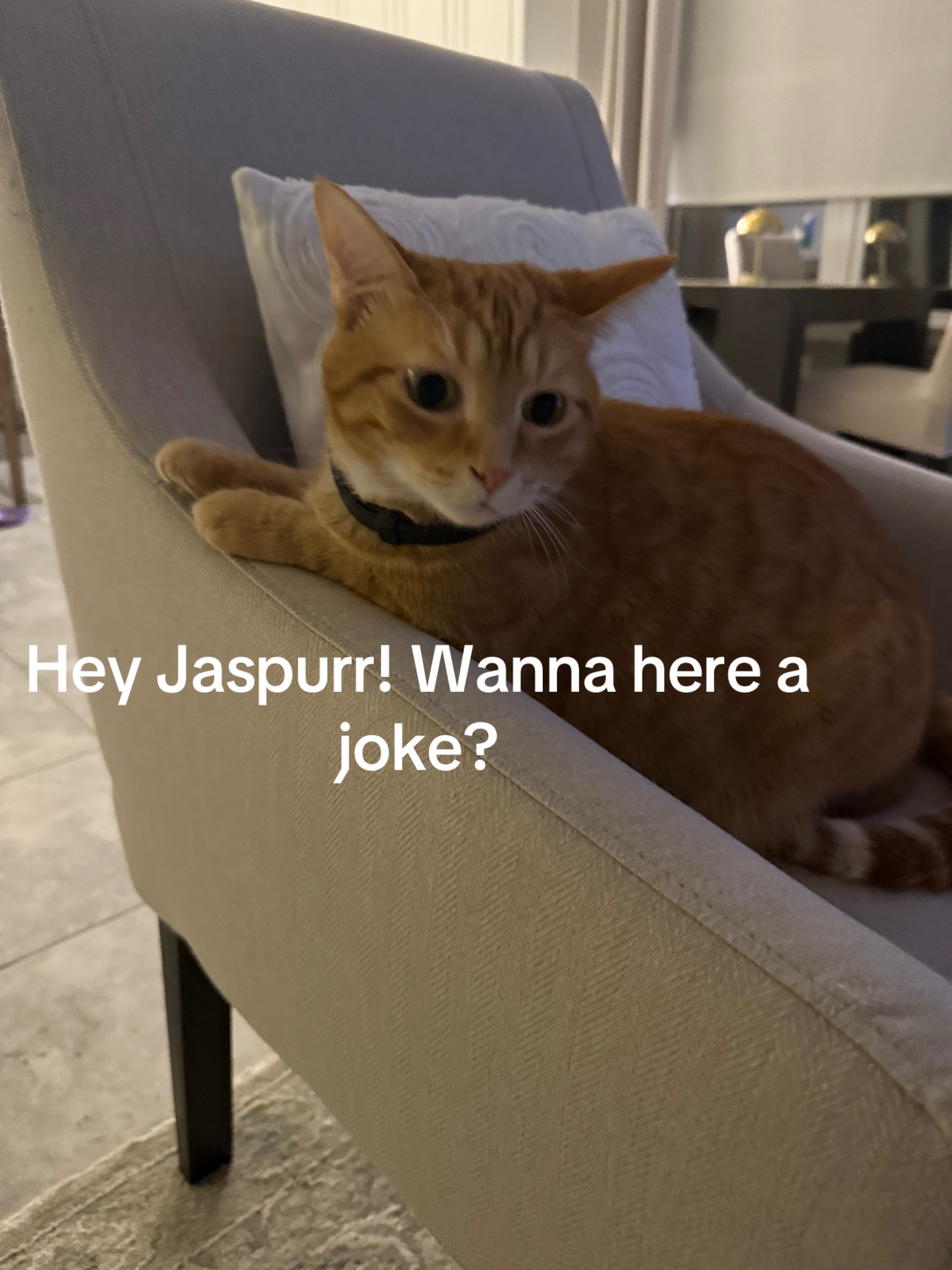 @Stef 🧡 cats! 🐈 🐈⬛🐈🐈⬛