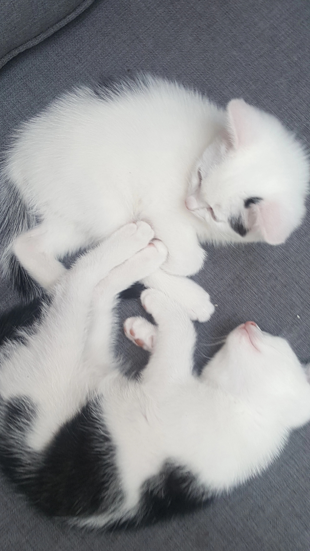 @Dutch Kitten family