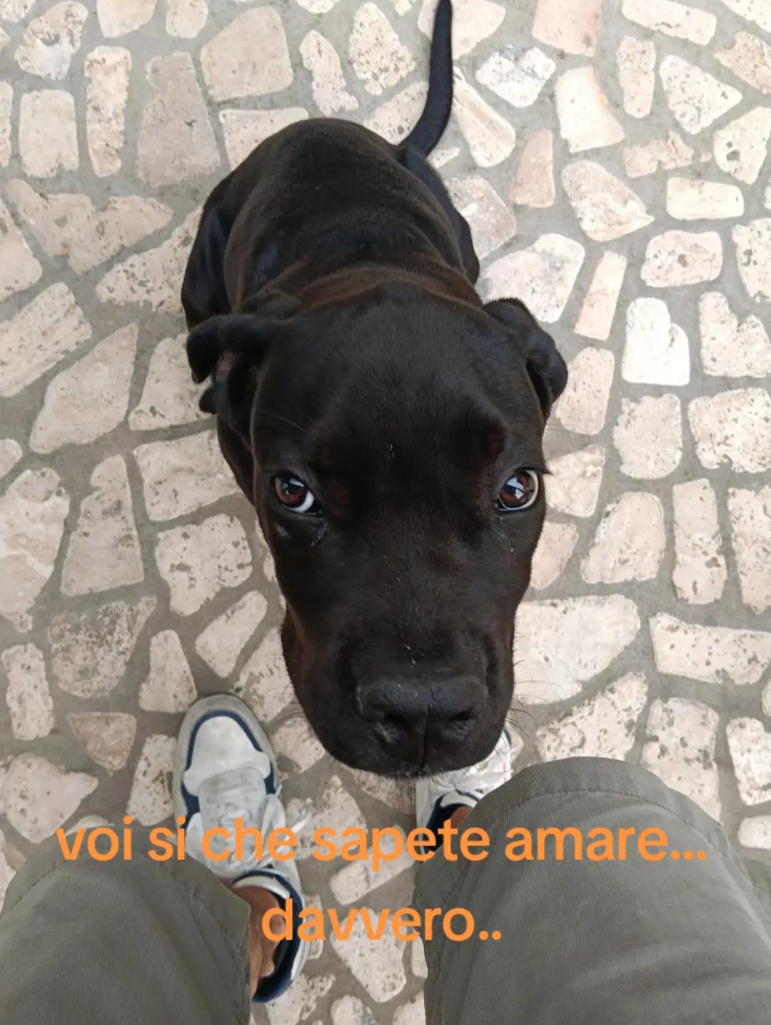 @antoninoonesti