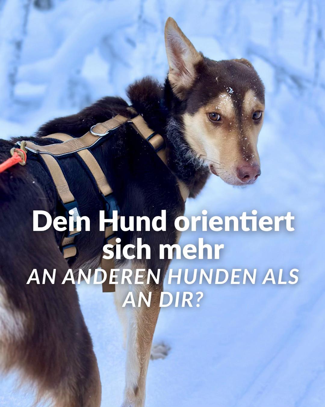@Mehrere Hunde, ein Team!
