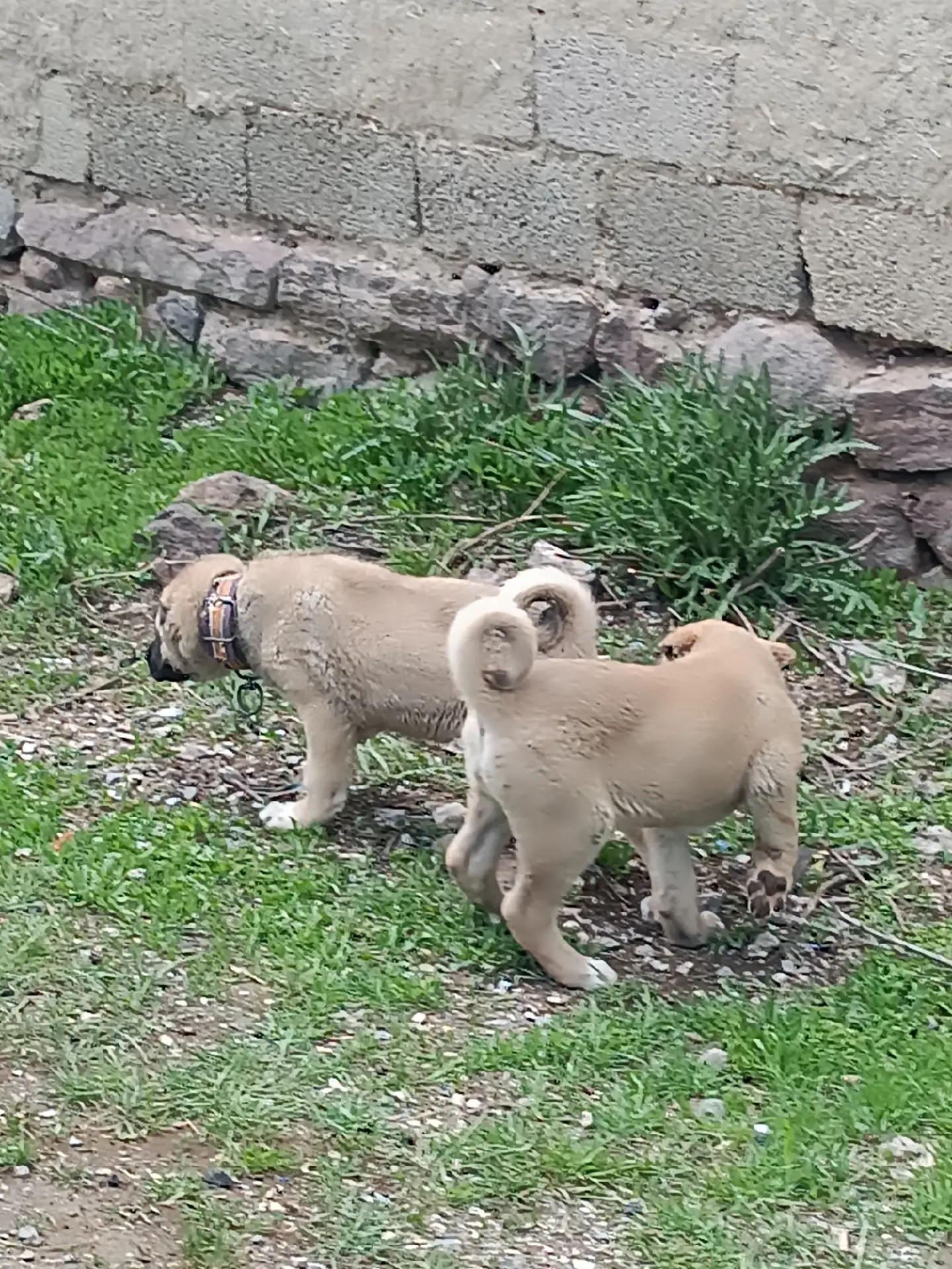 @Yusuf saldık