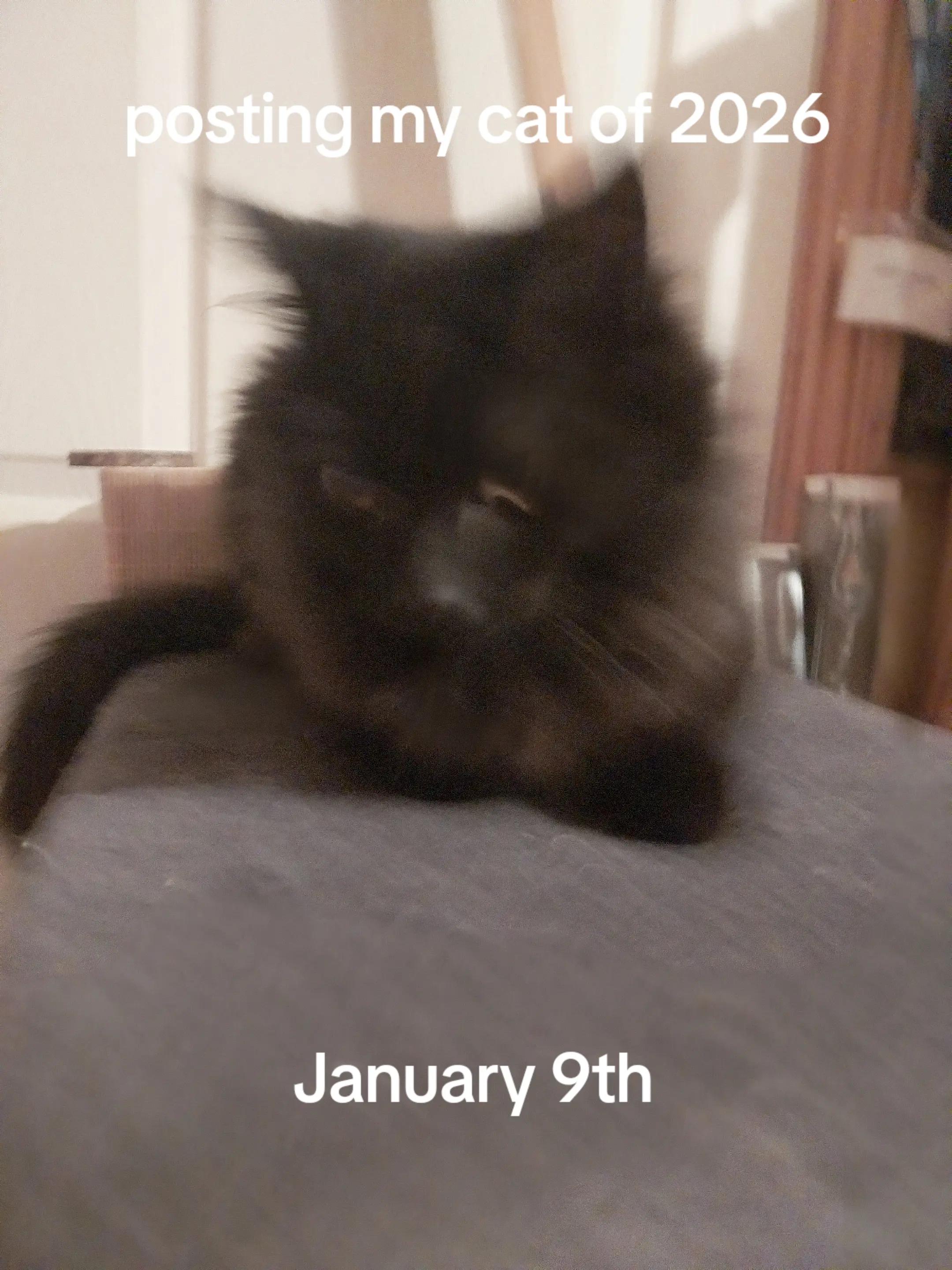 @Weakest Cat Enjoyer