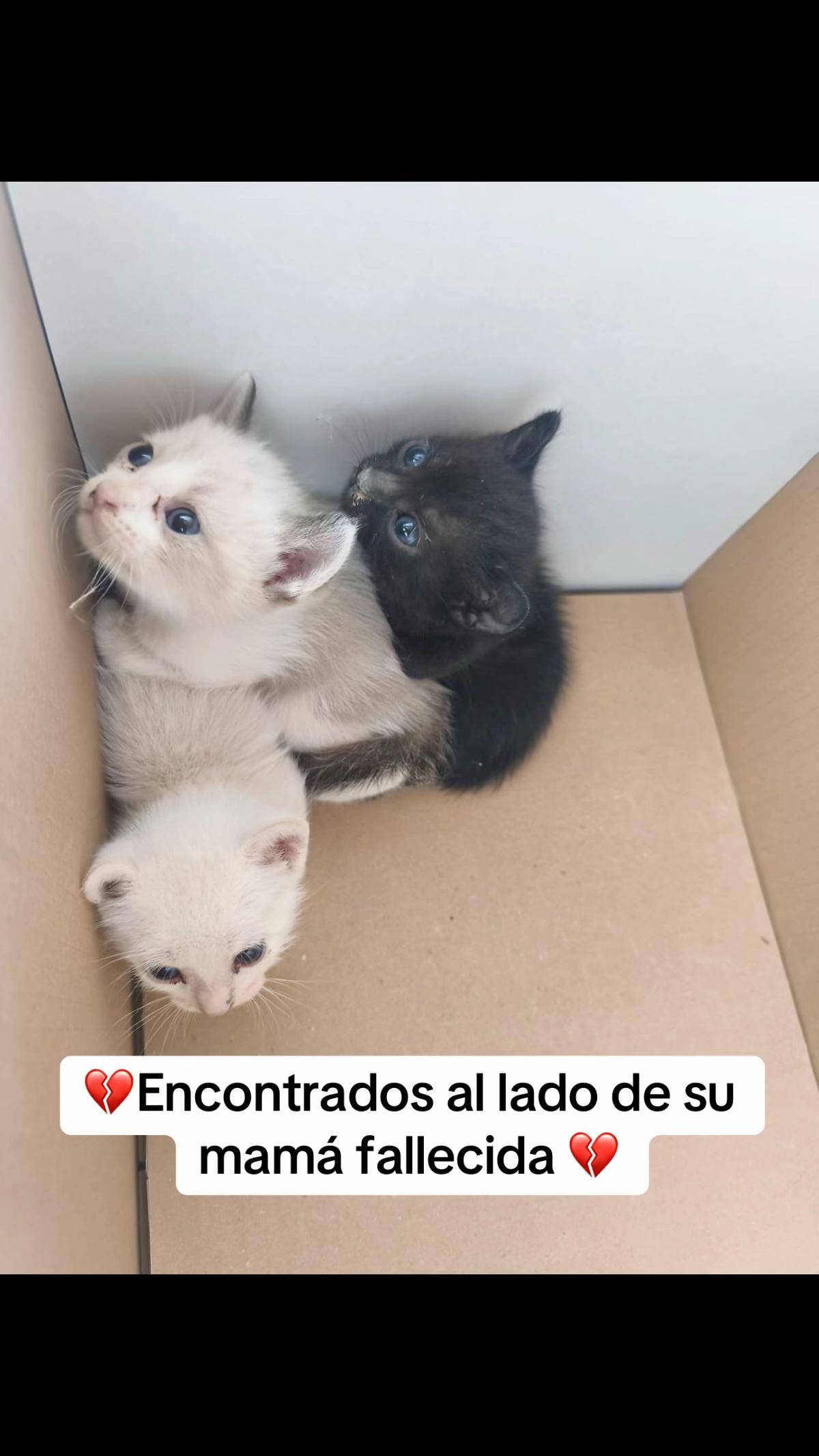 @aguiproan_protectora