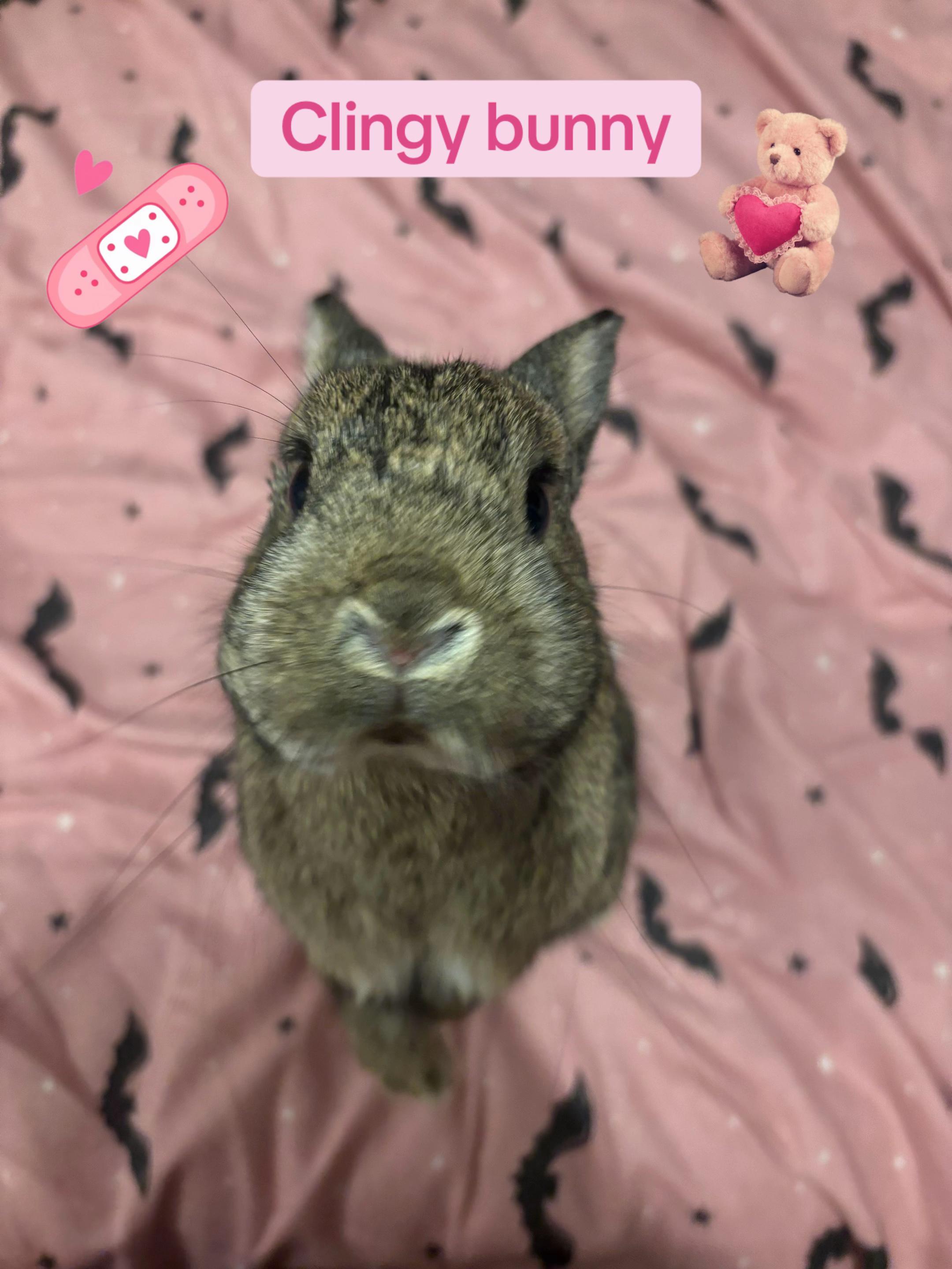 @Olive and Clem 🐰🐰