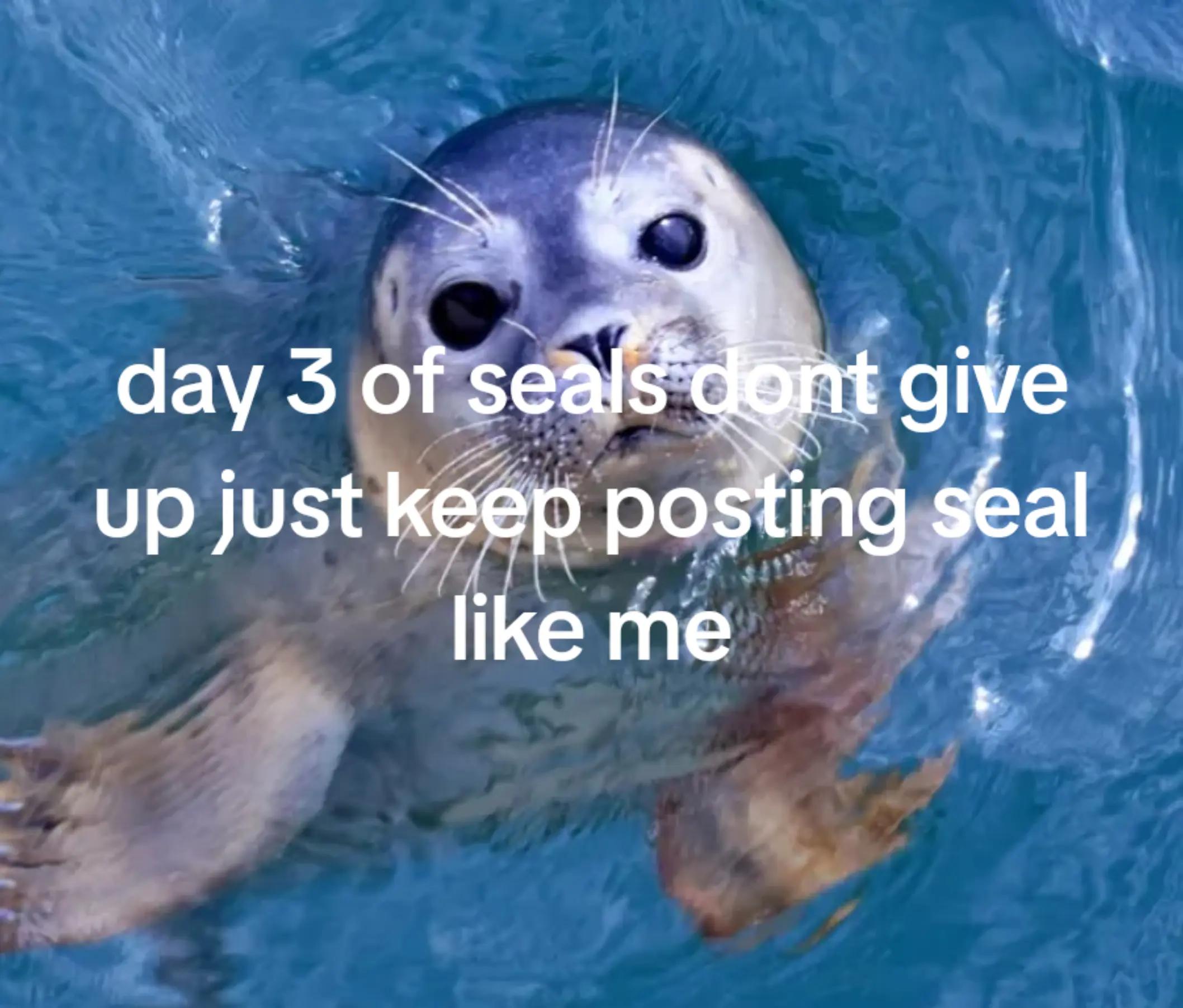 @sealotter_rants