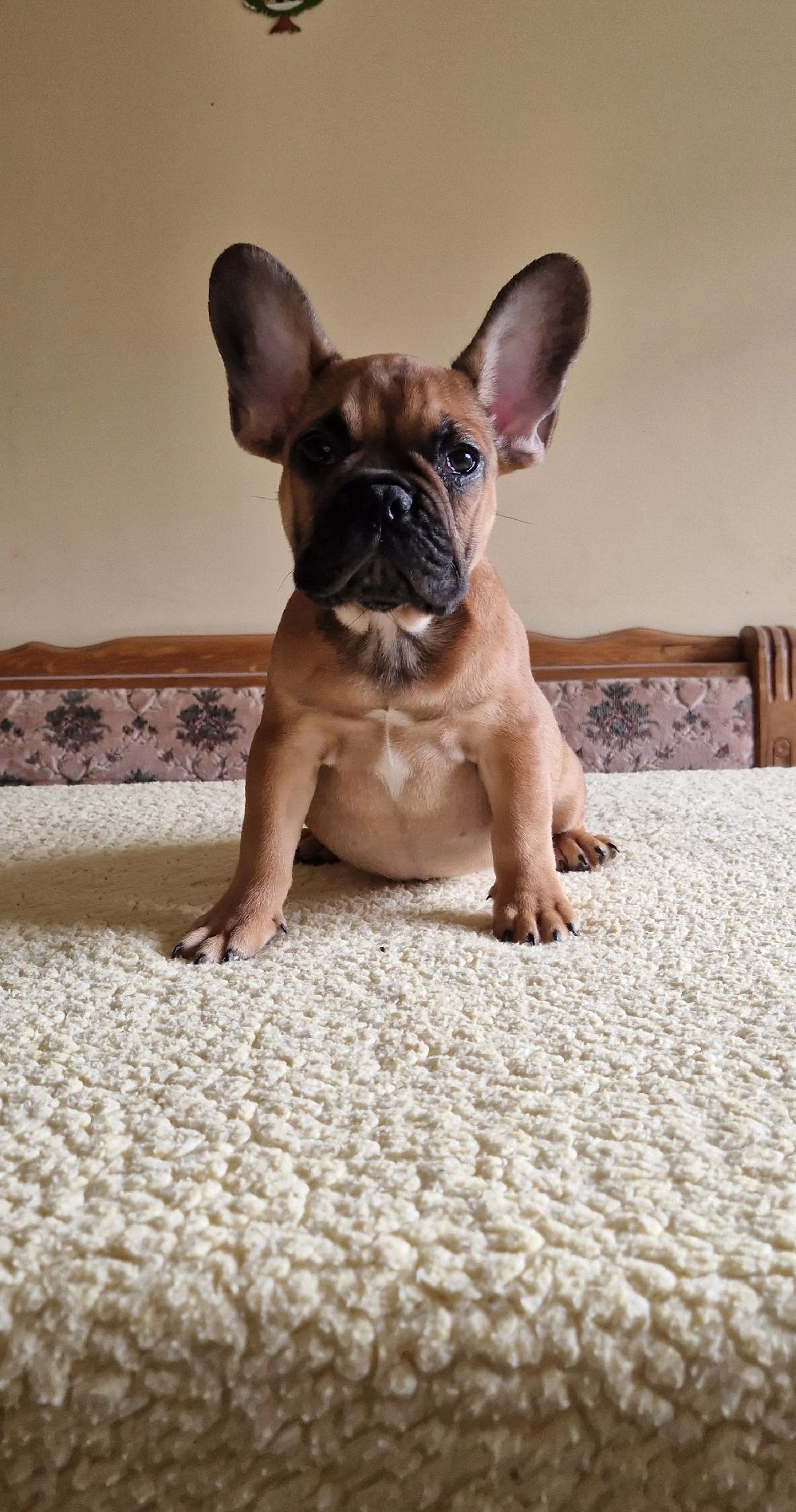 @Nomad_Warrior_Kennel