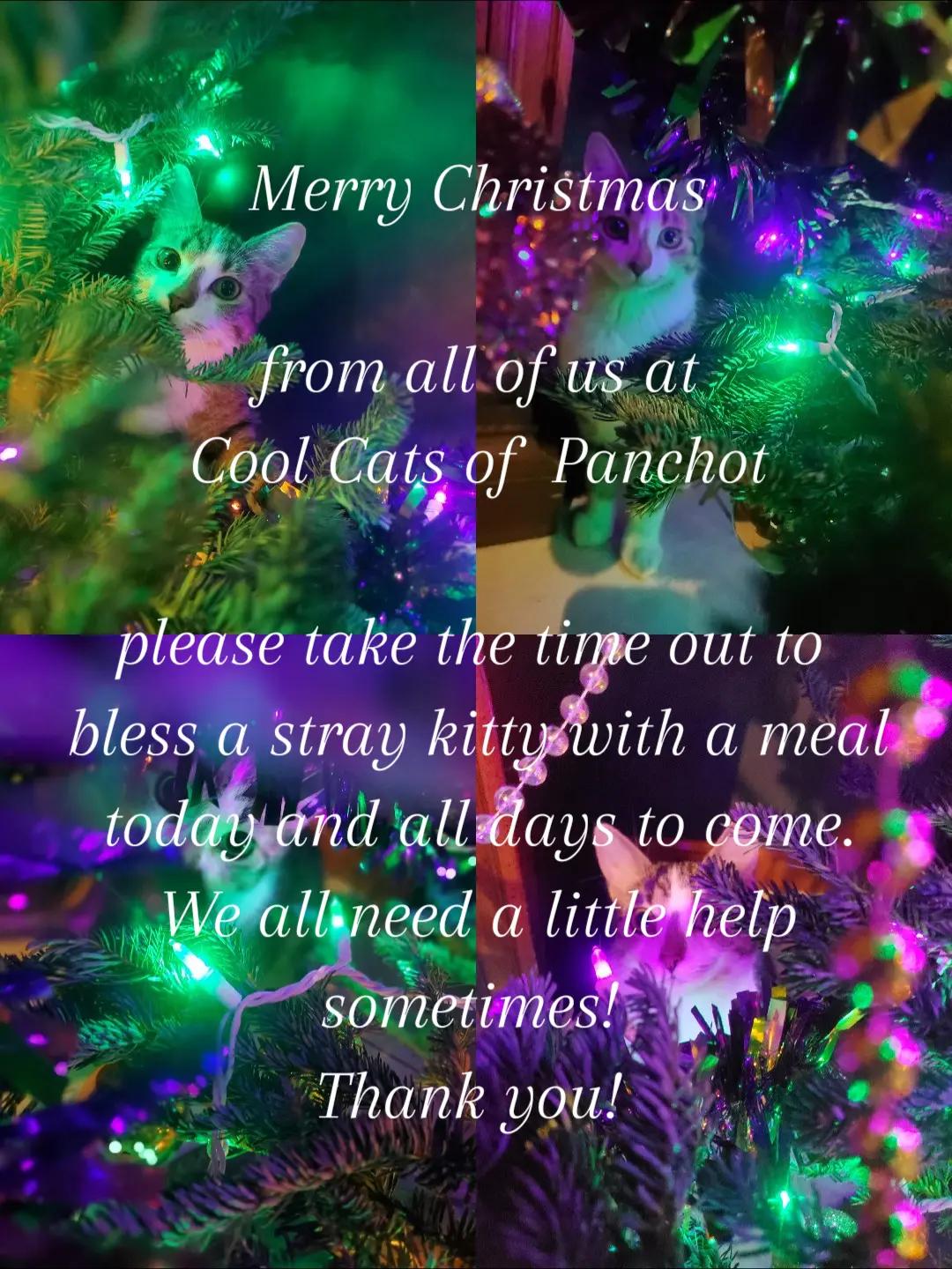 @Cool Cats of Panchot