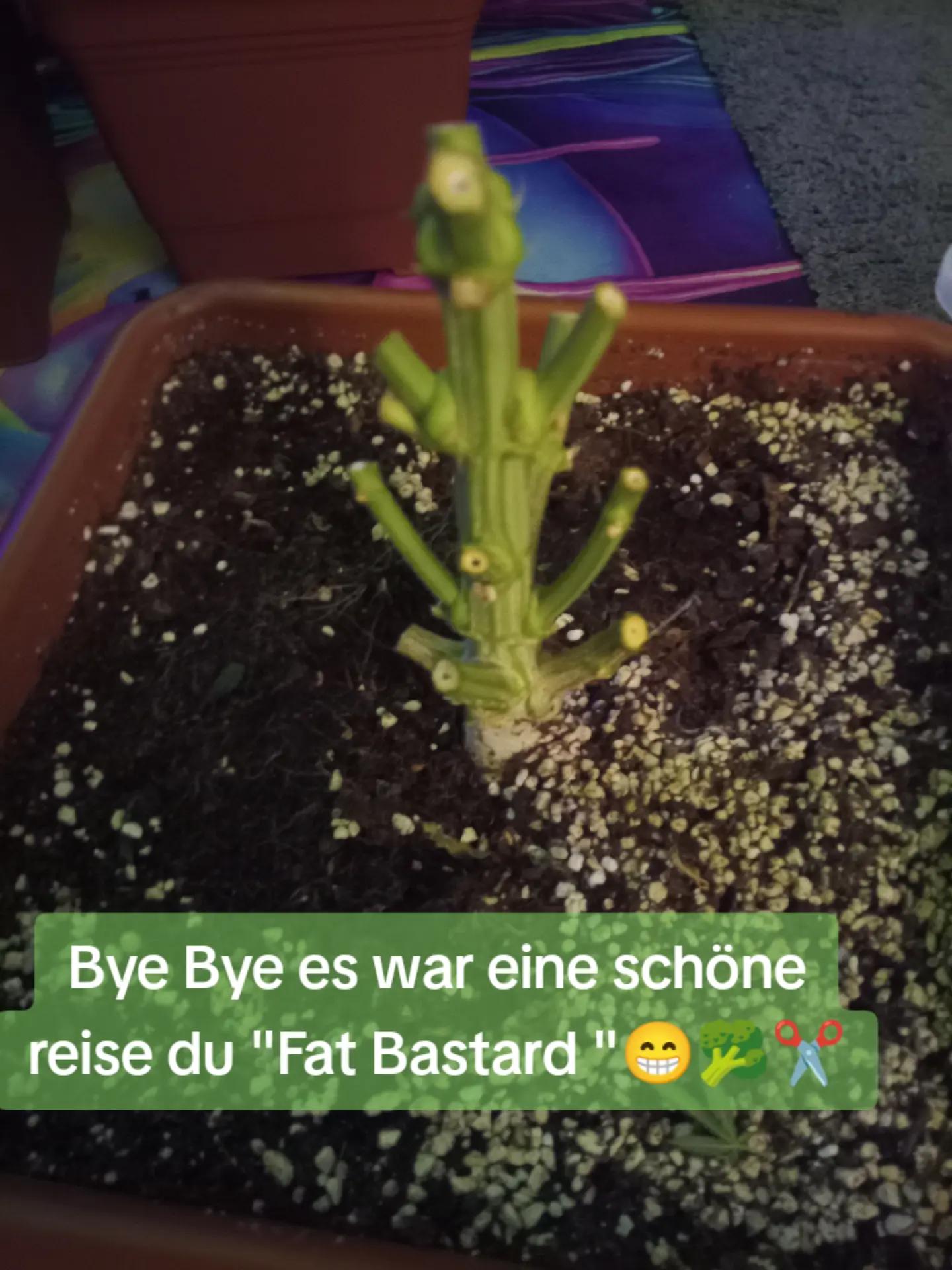 @420_Kaktus.Gurke_69