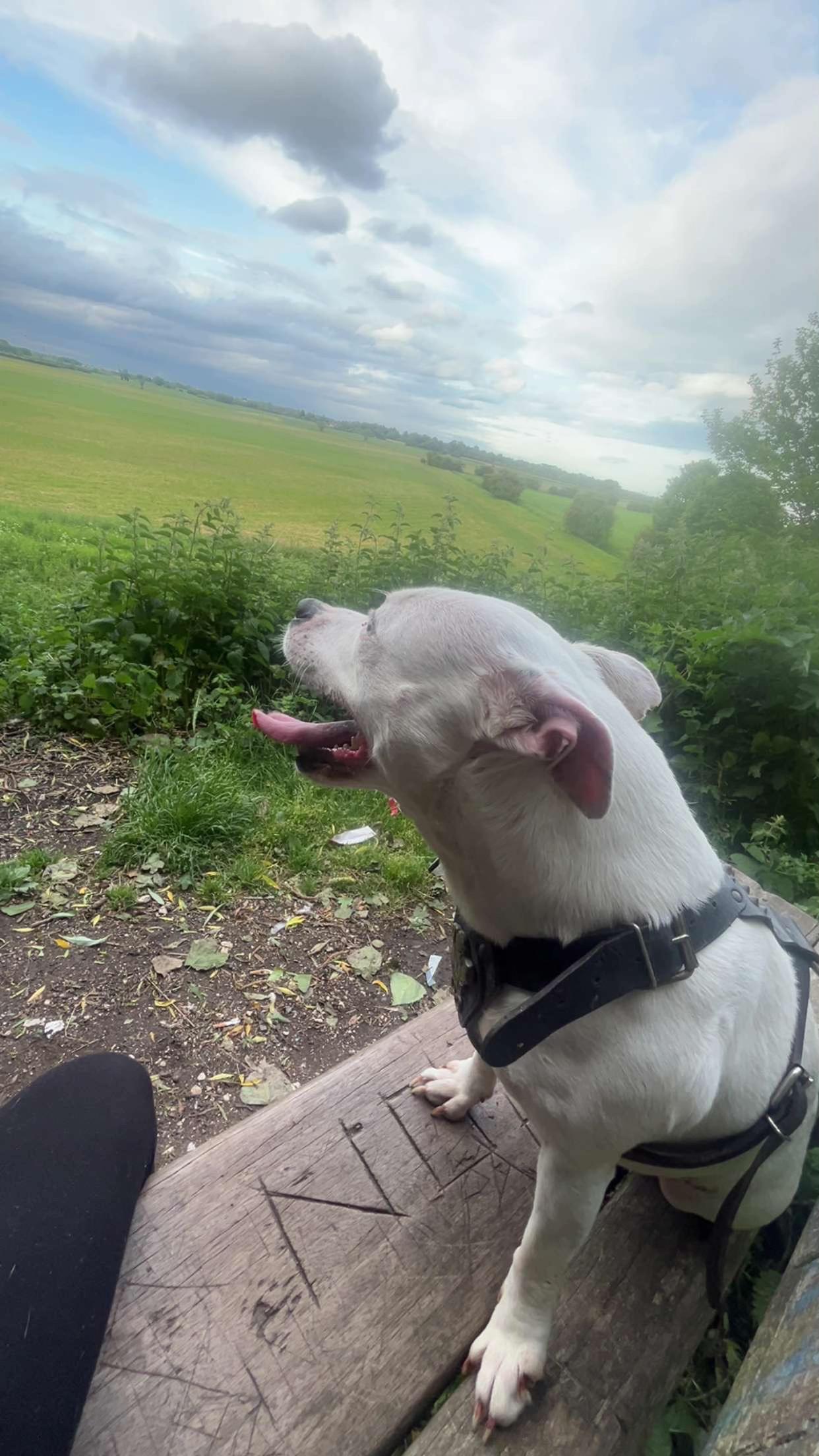 @Daisy the staffy 🌼