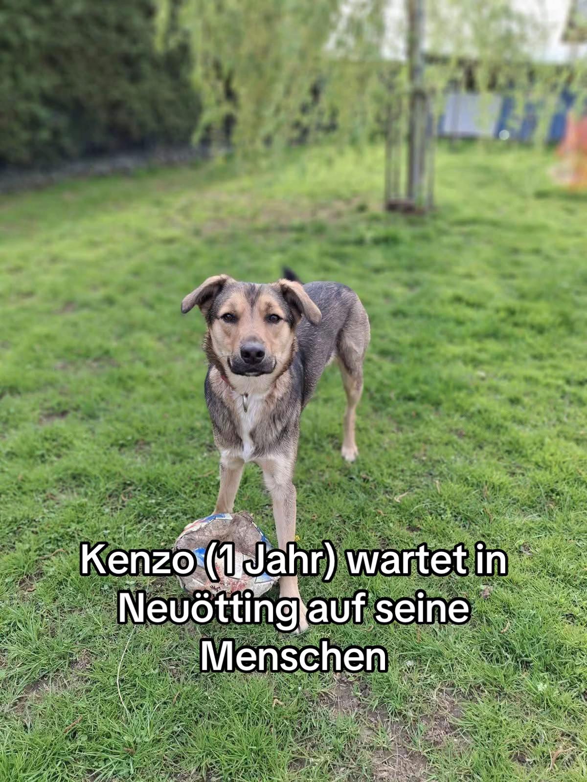 @Ankerhunde e.V.