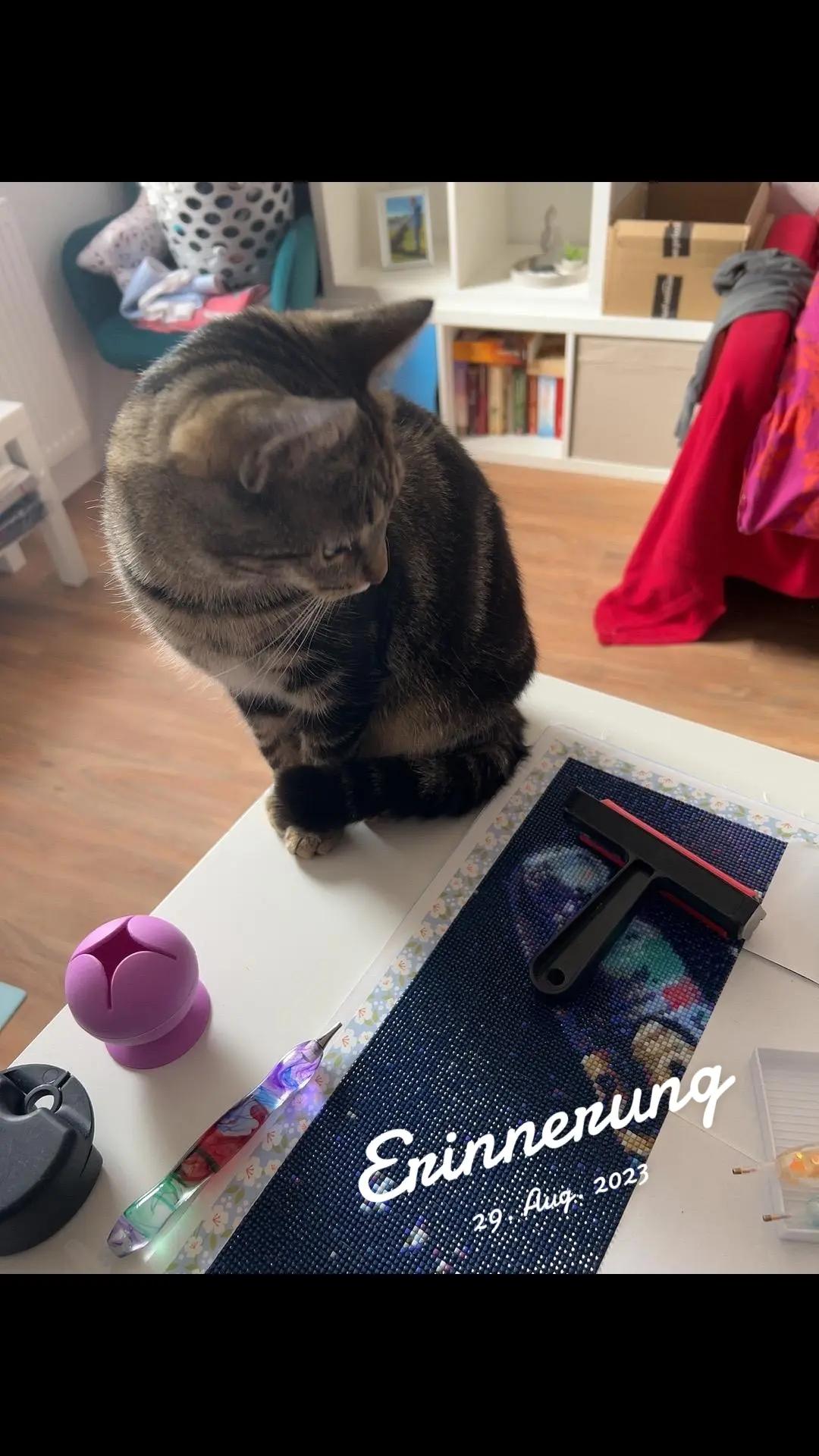@ela💎 DiamondFee🐈