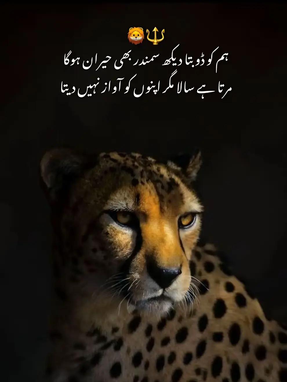 @Talhat Hussain