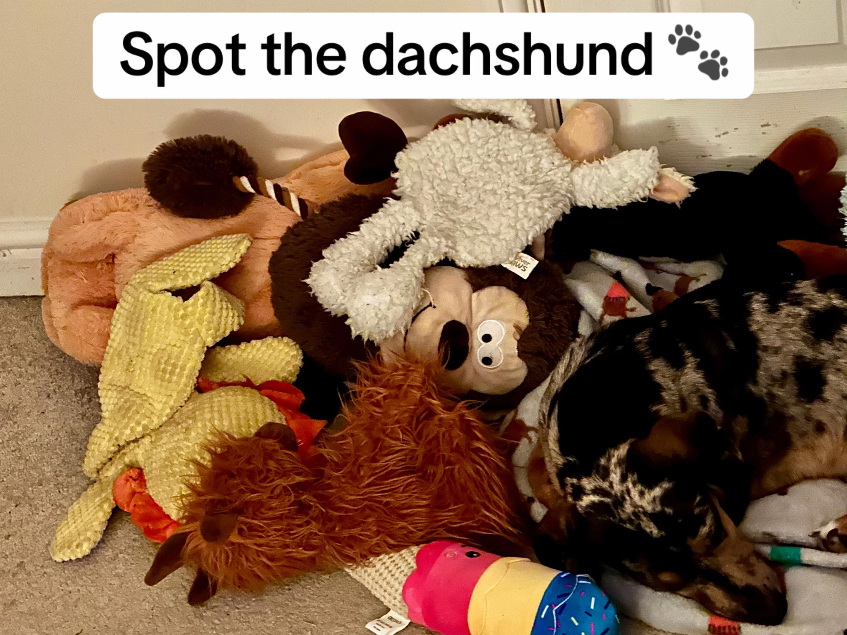 @Maverick The Dachshund