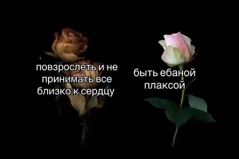 @дашкаа_🪽