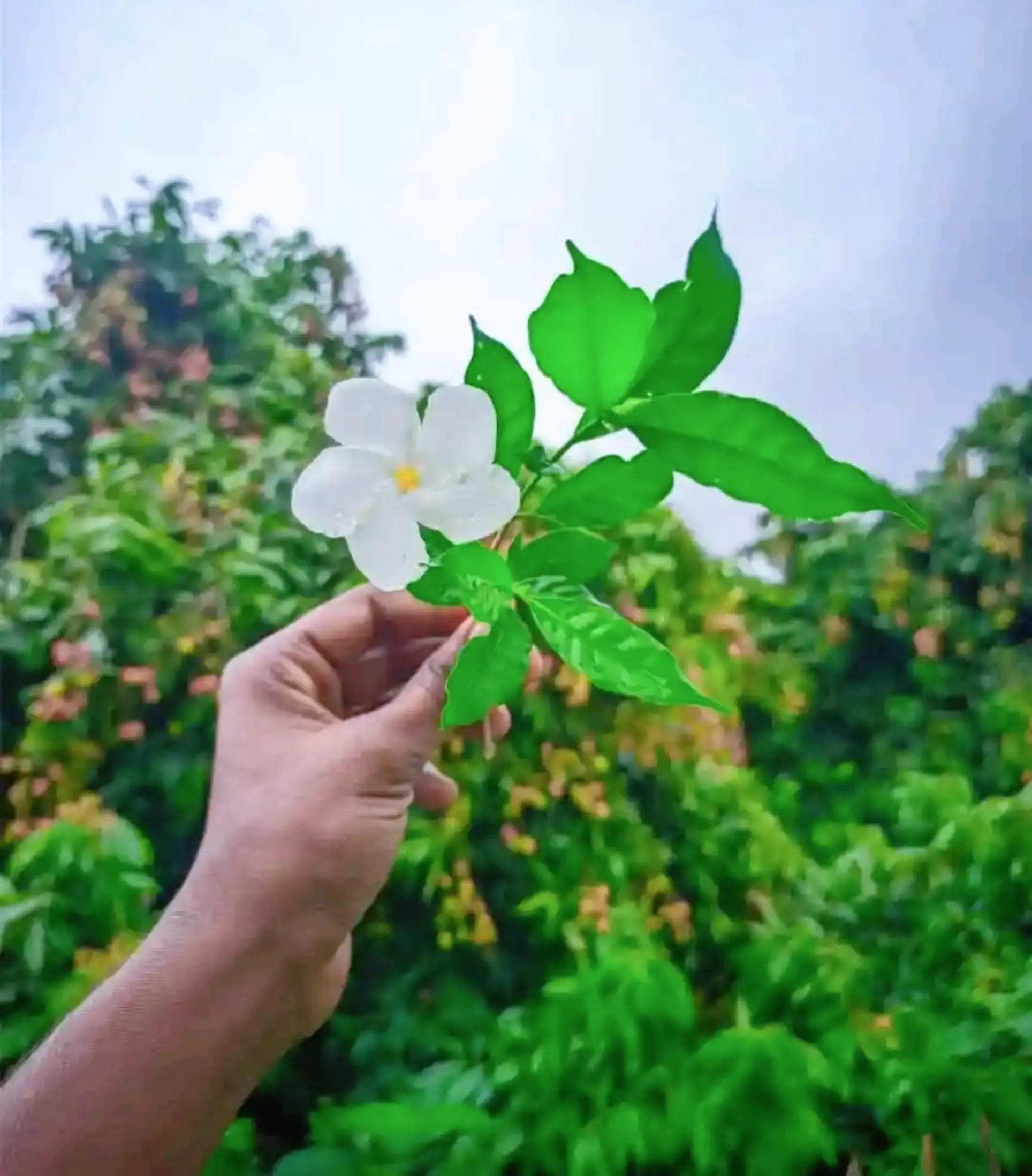 @Farha islam❤️🌿