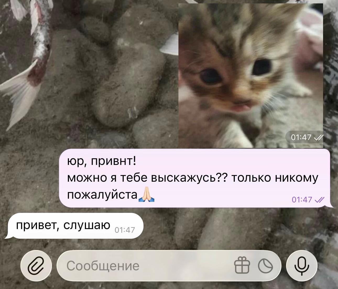 @рыжуля🐈