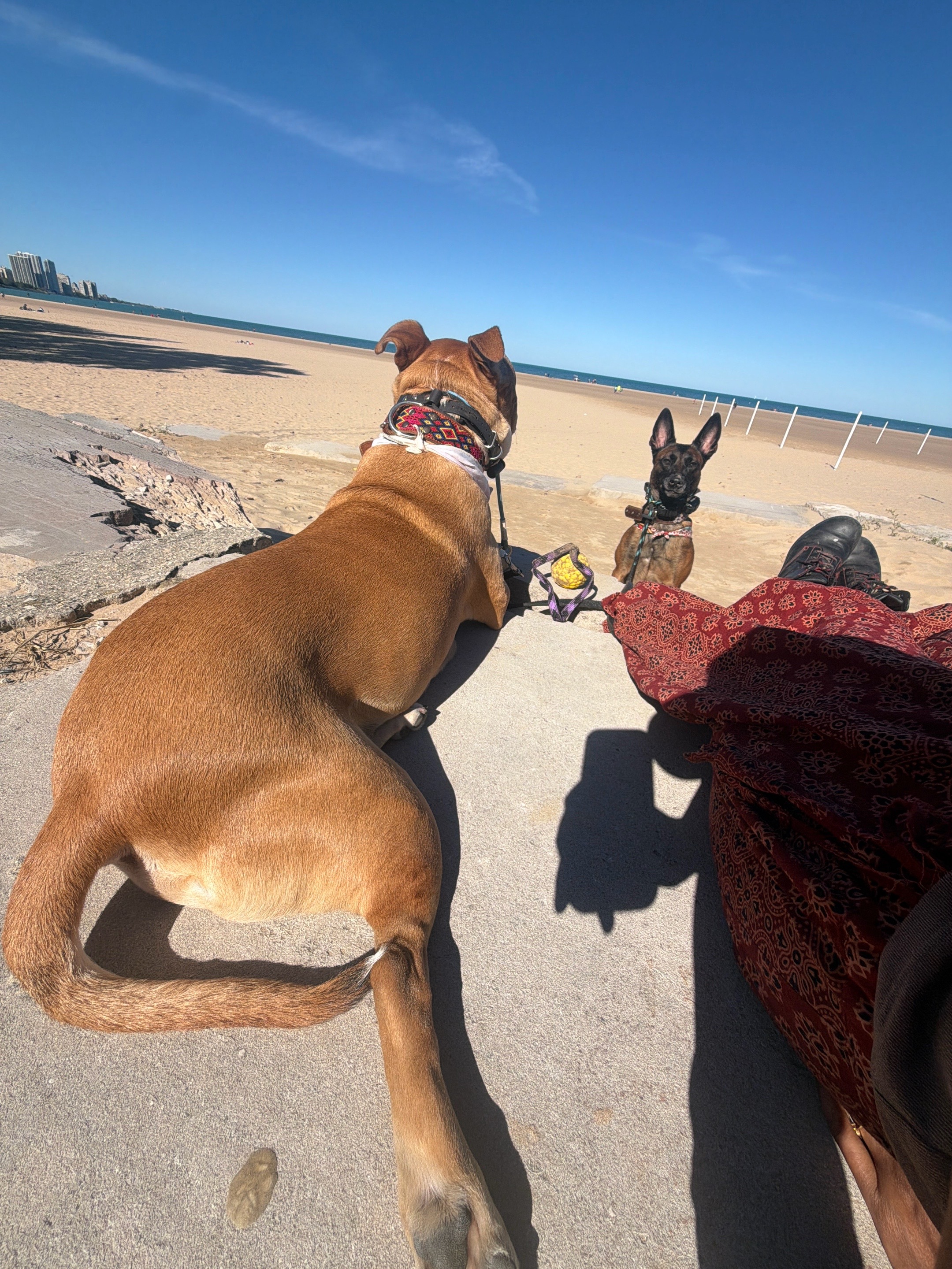 @dogstrainjen