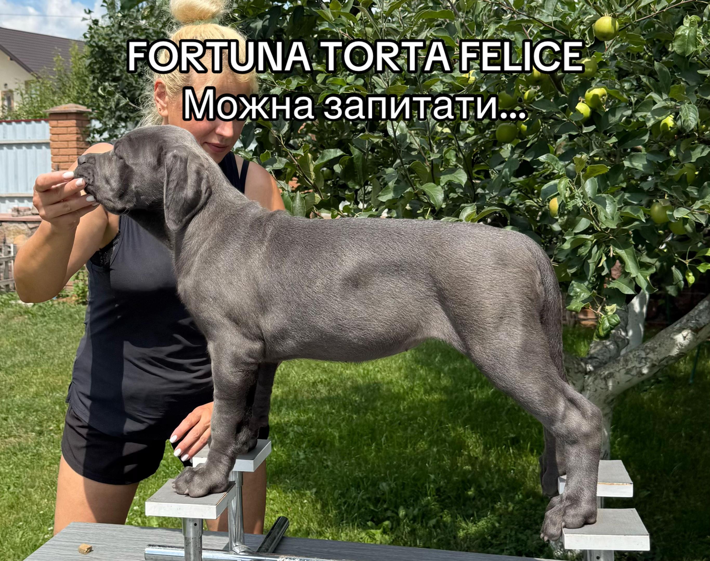 @Кане Корсо