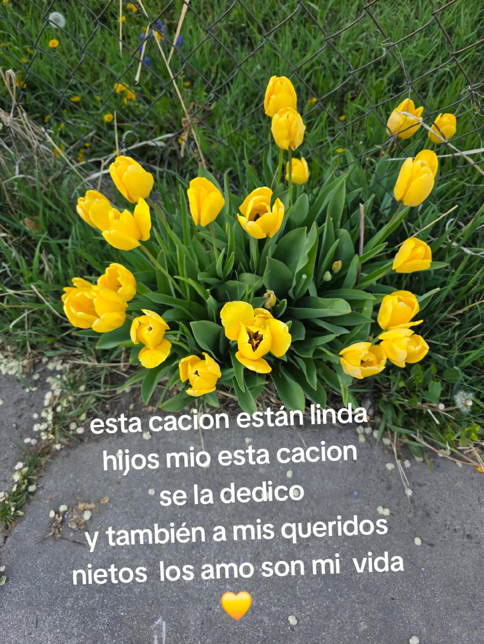 @norelis barrios
