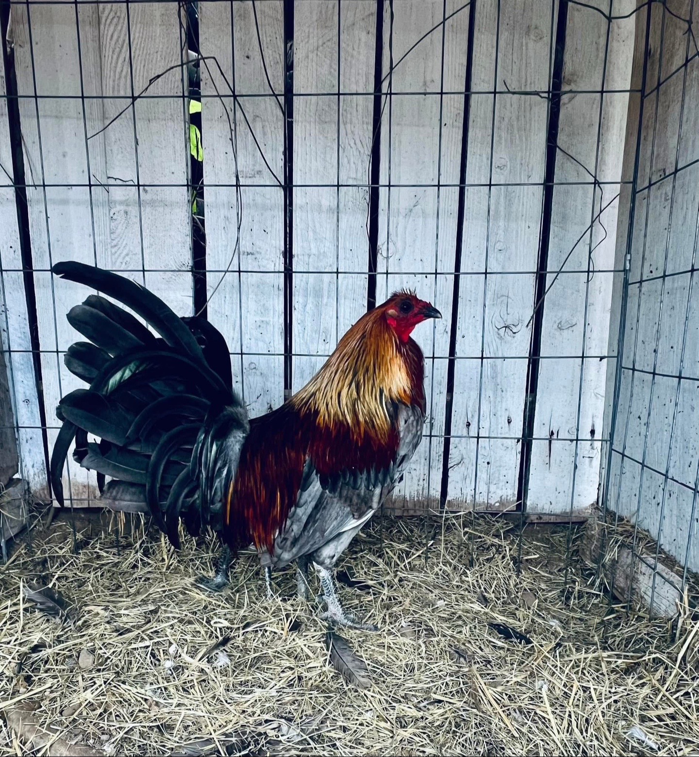 @Venturas mug gamefowl