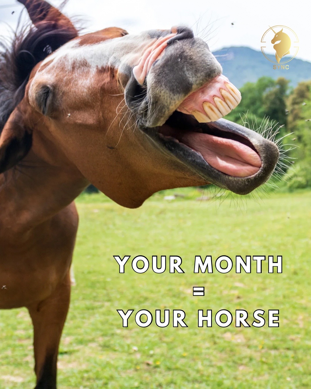 @Sync Equestrian