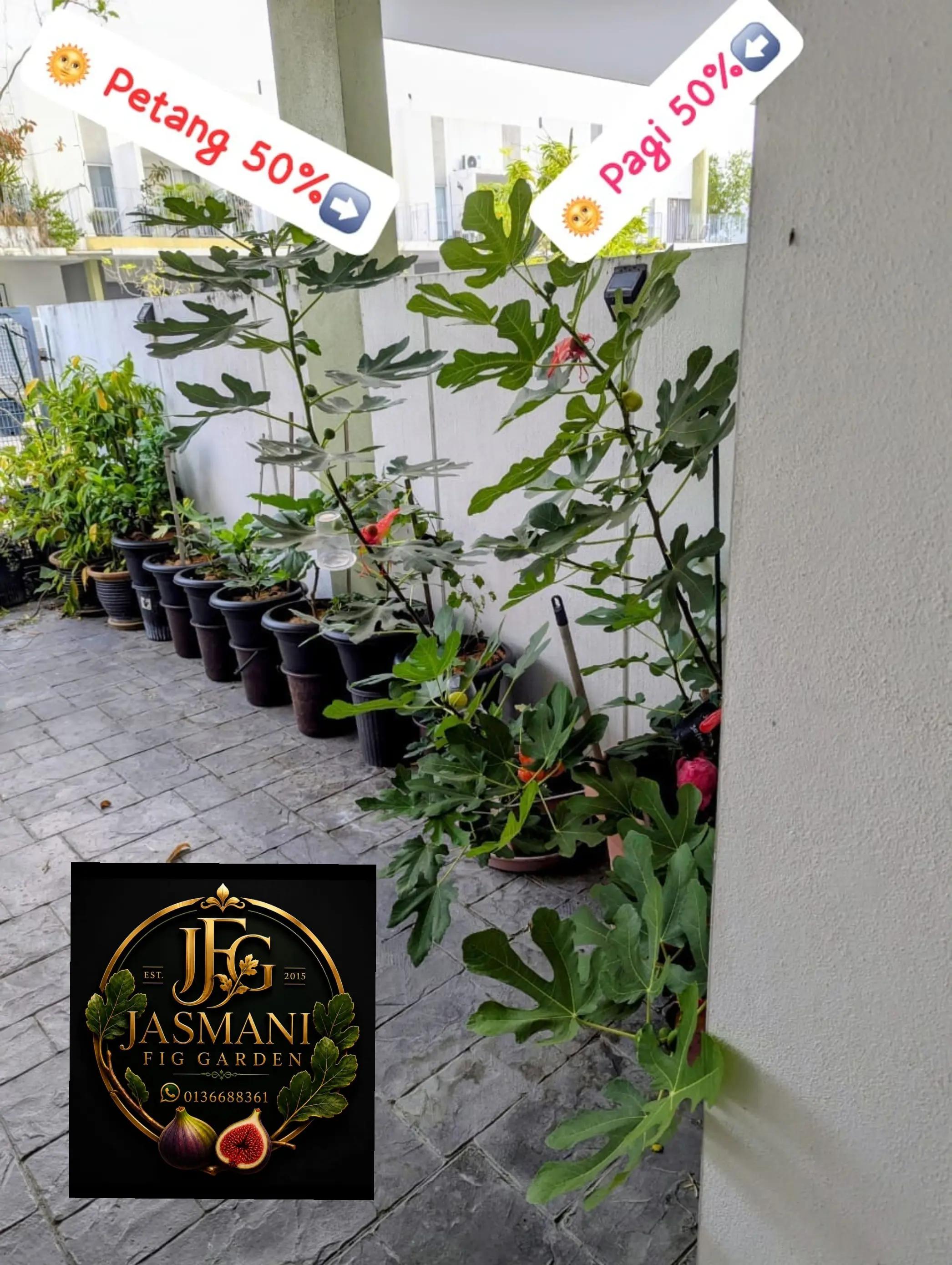 @Jasmani Fig Garden2015