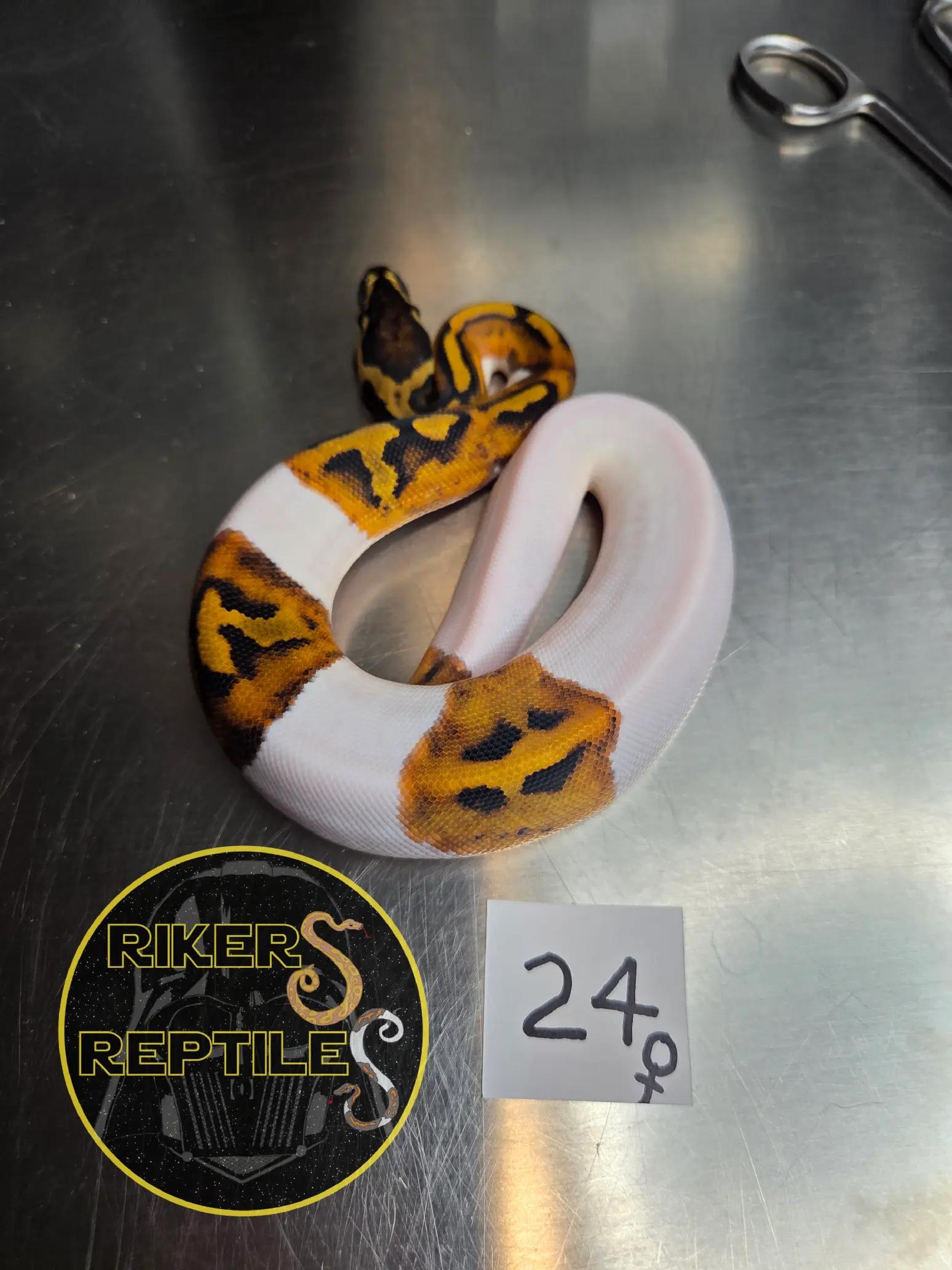 @Rikers Reptiles