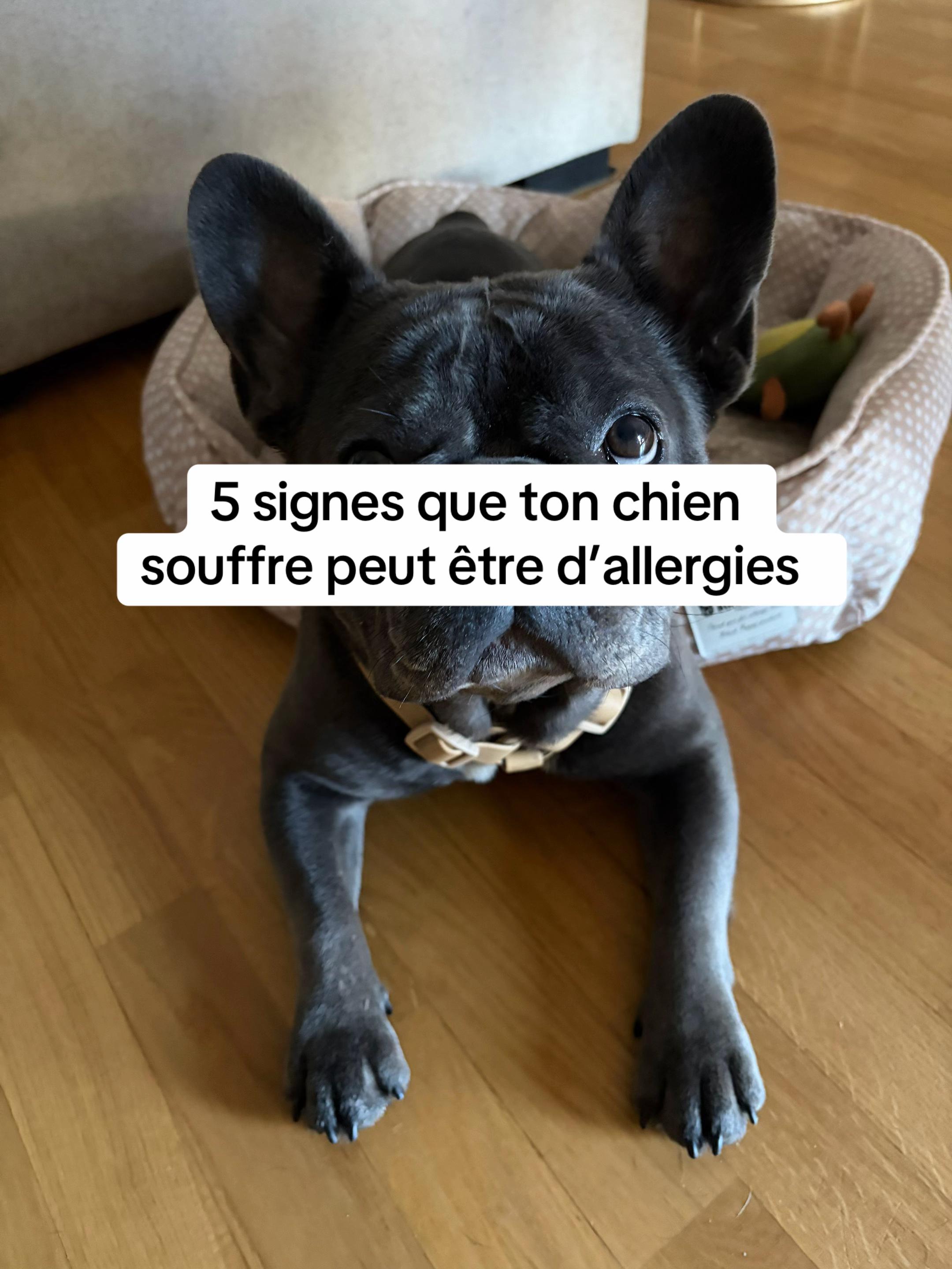 @Sunny Le Frenchie 🐾🌞