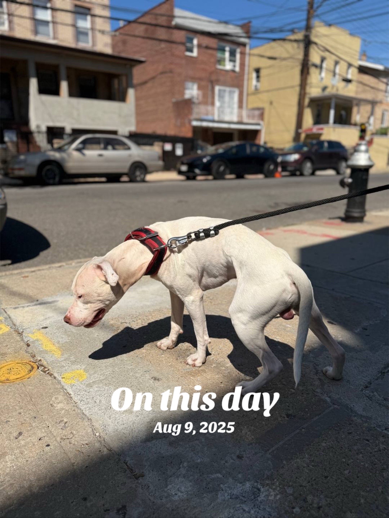 @Rocha_apbt